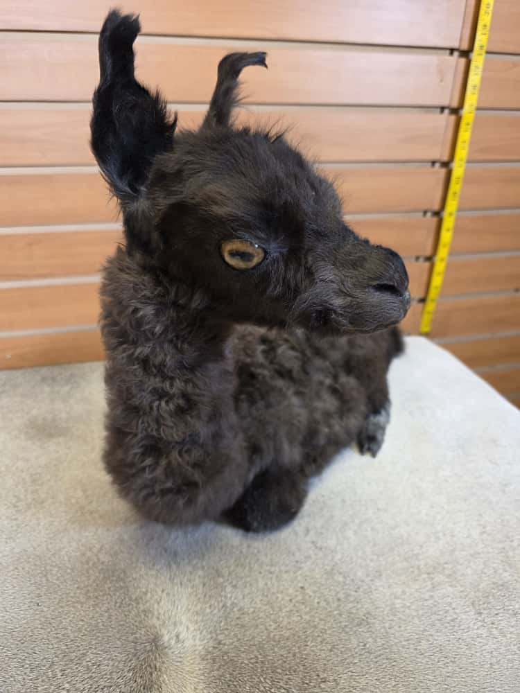 FHAB16 - Huacaya Alpaca – Full Body Mount