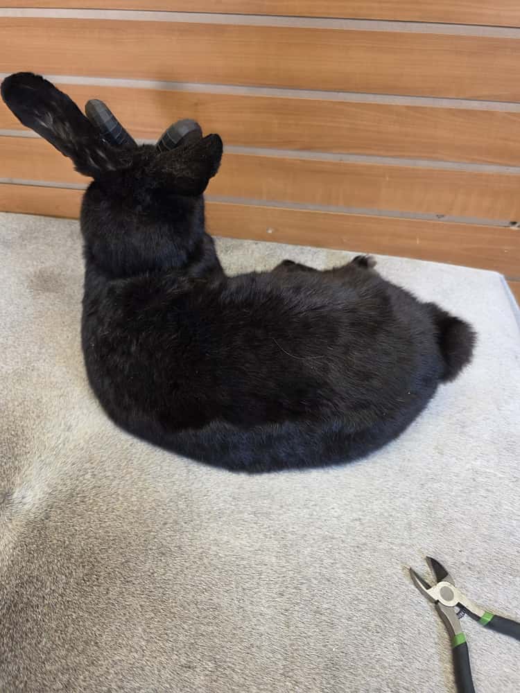 FHAB2 - Black Jackalope Taxidermy with Red Eyes