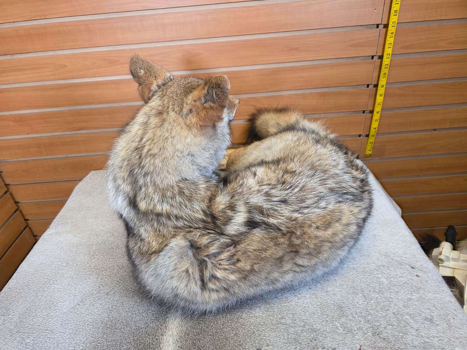 KMCY33 - Full-Body Coyote Taxidermy Mount