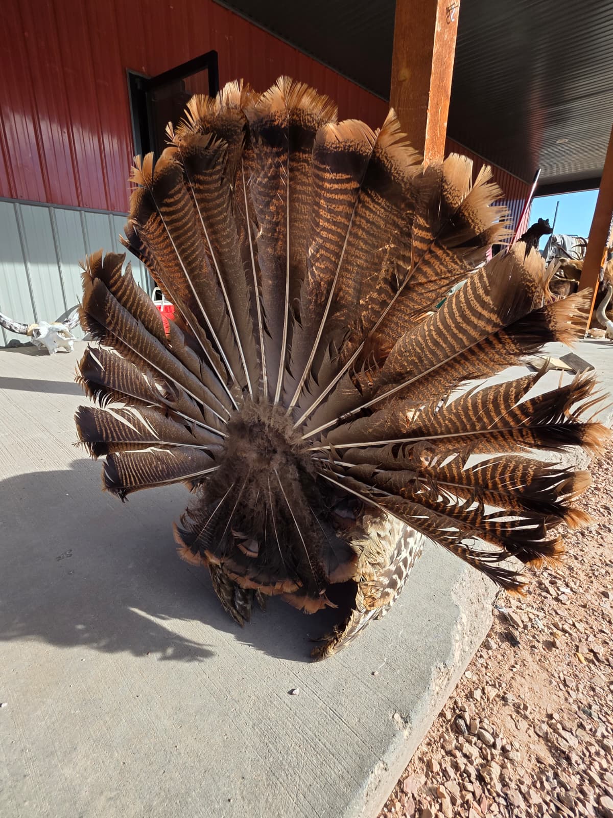 JTV299 - Bronze Turkey Taxidermy Mount