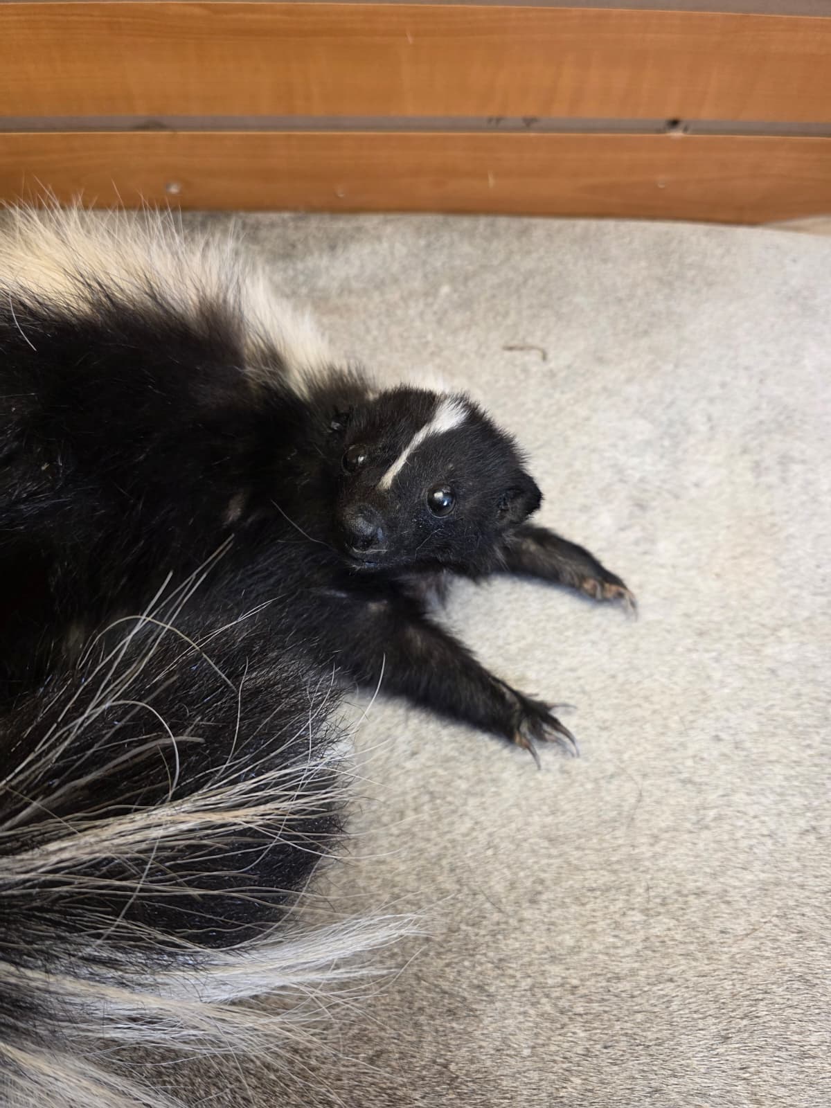 KMSK20 - Full-Body Skunk Taxidermy Mount