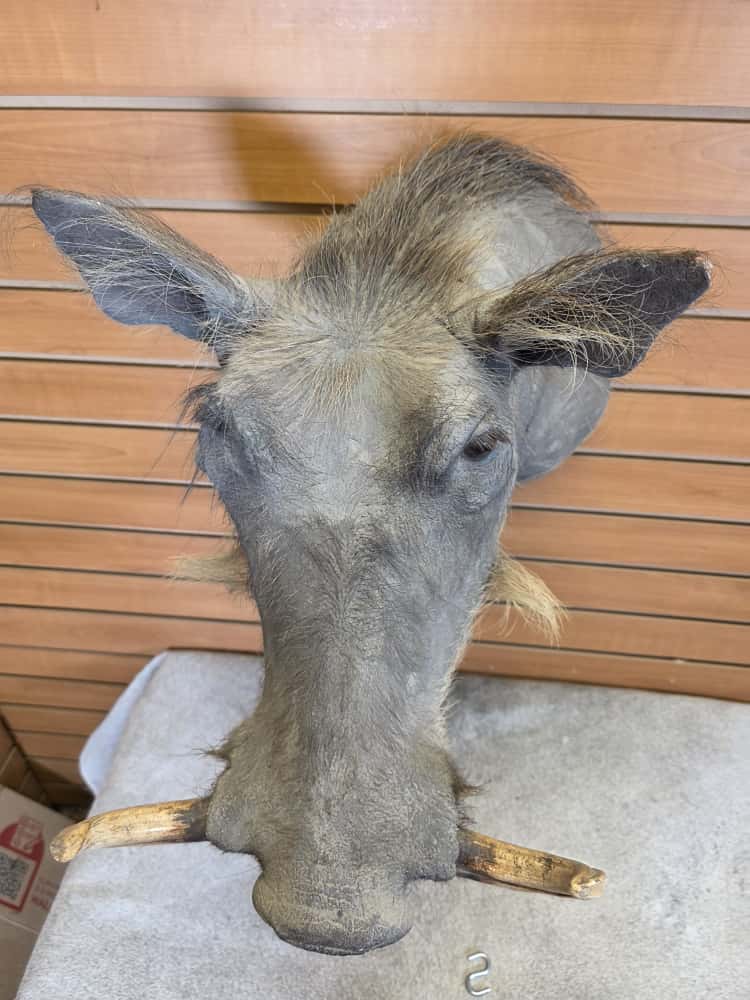 FHAB14 - African Warthog Head – Taxidermy Mount