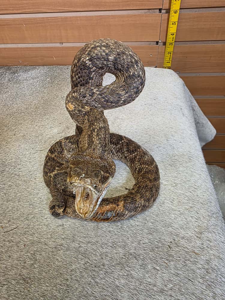 JTV280 - Full-Body Rattlesnake Taxidermy