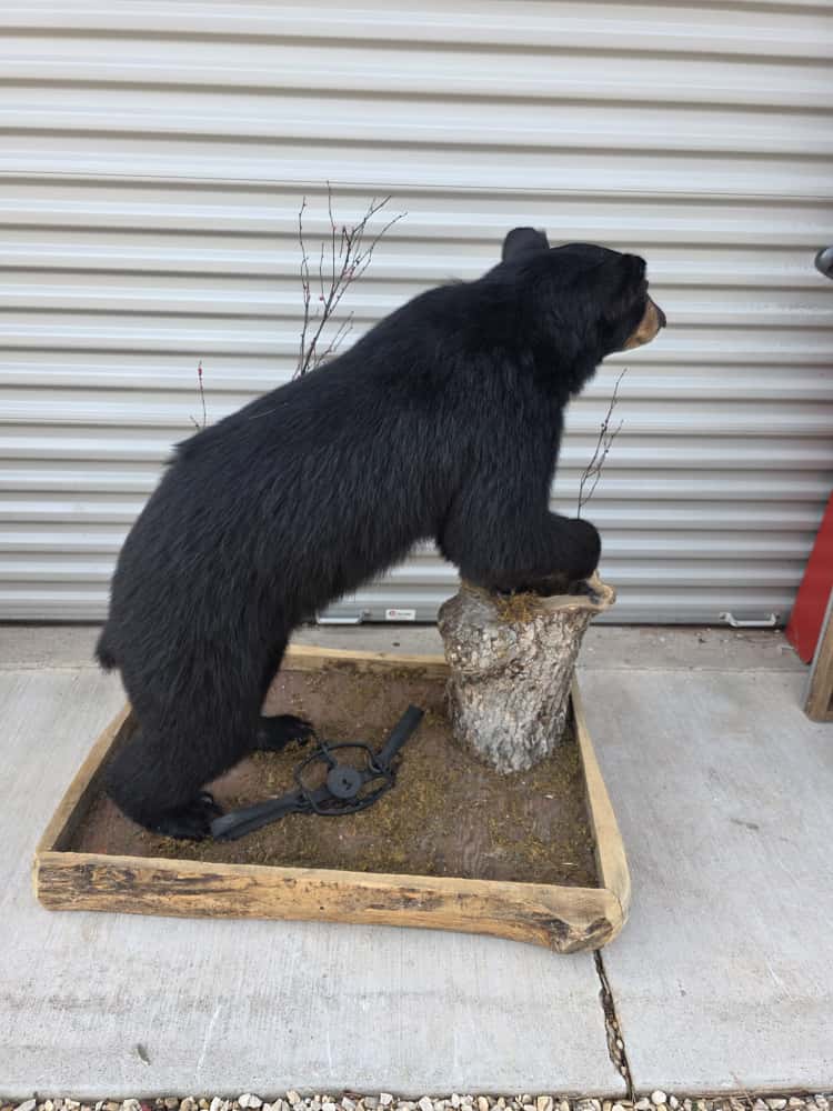 FHCM68 - Black Bear Full Mount