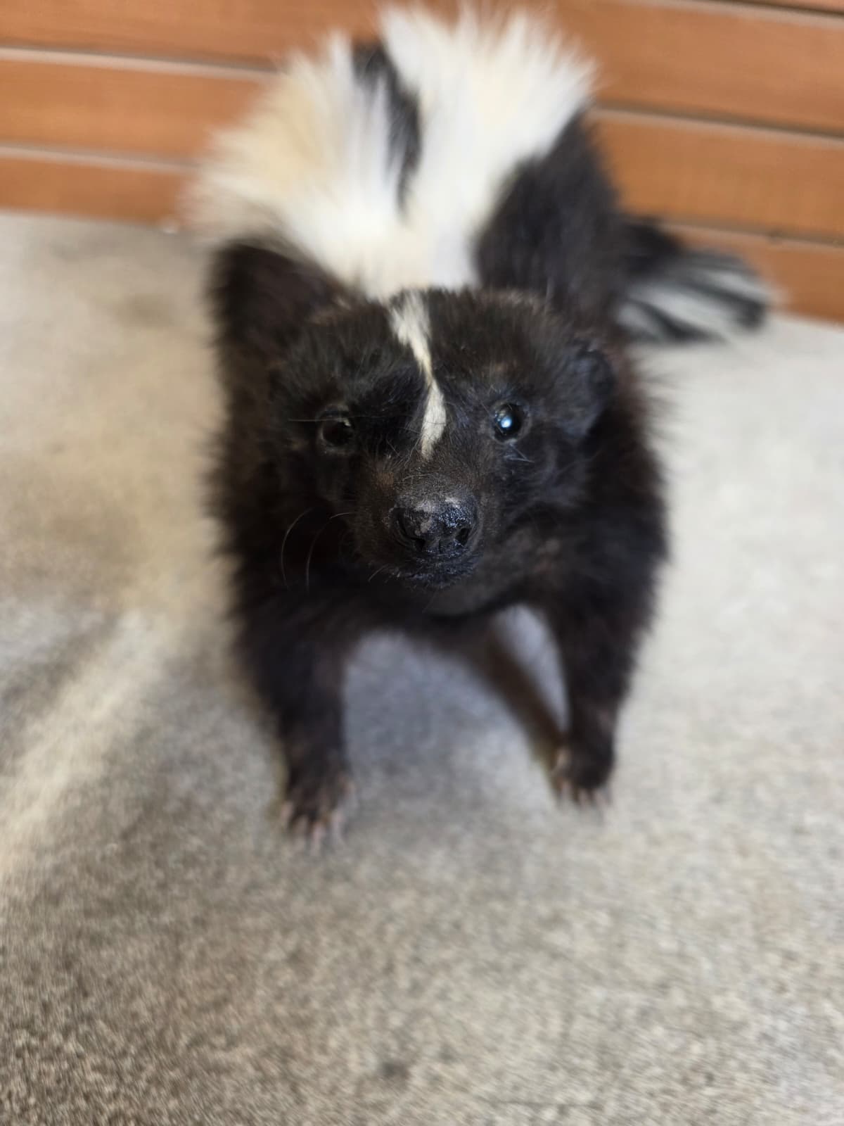 KMSK14 - Full-Body Skunk Taxidermy Mount