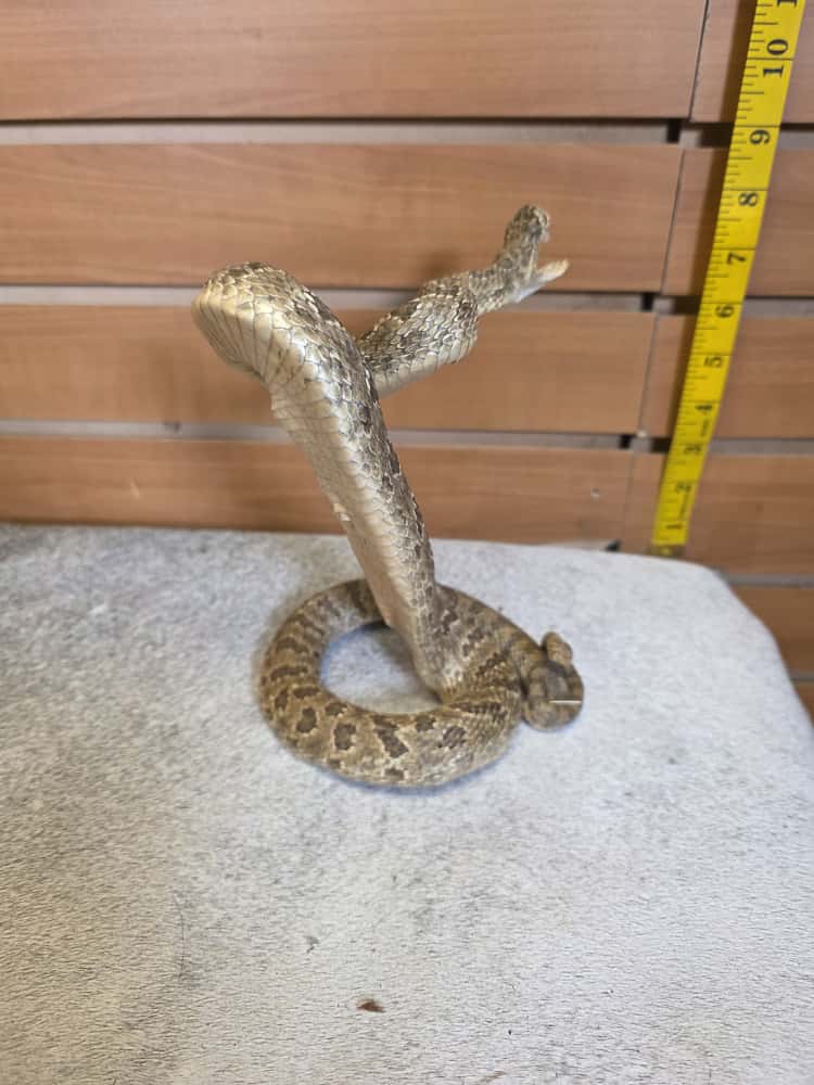 JTV282 - Prairie Rattlesnake – Full Body Mount