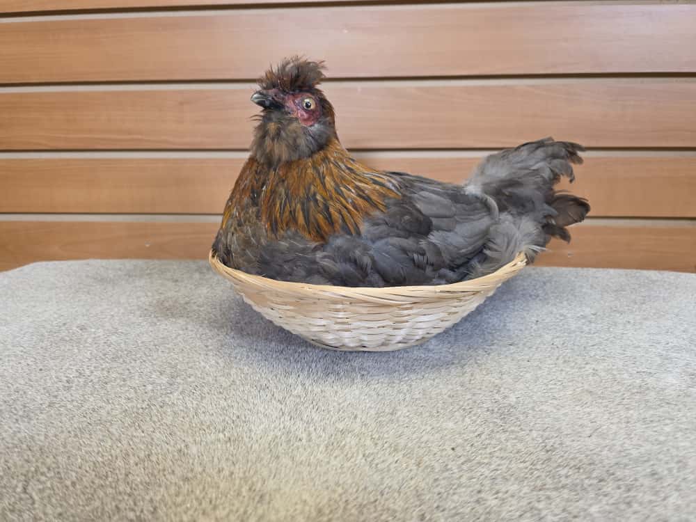JTV285 - Easter Egger Chicken – Taxidermy in Straw