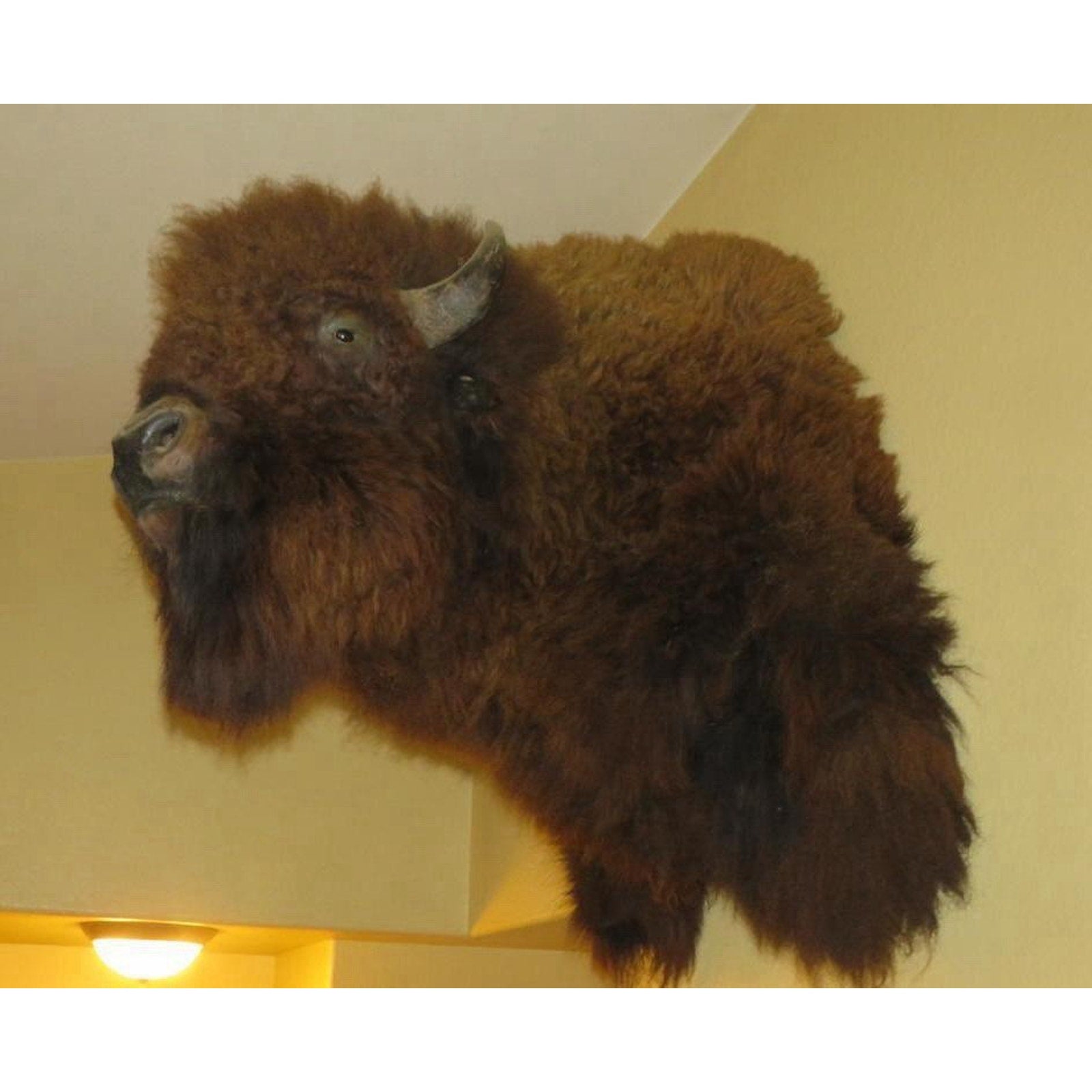 FHPROX1 - Monster Buffalo Bison Taxidermy Shoulder mount Free Shipping