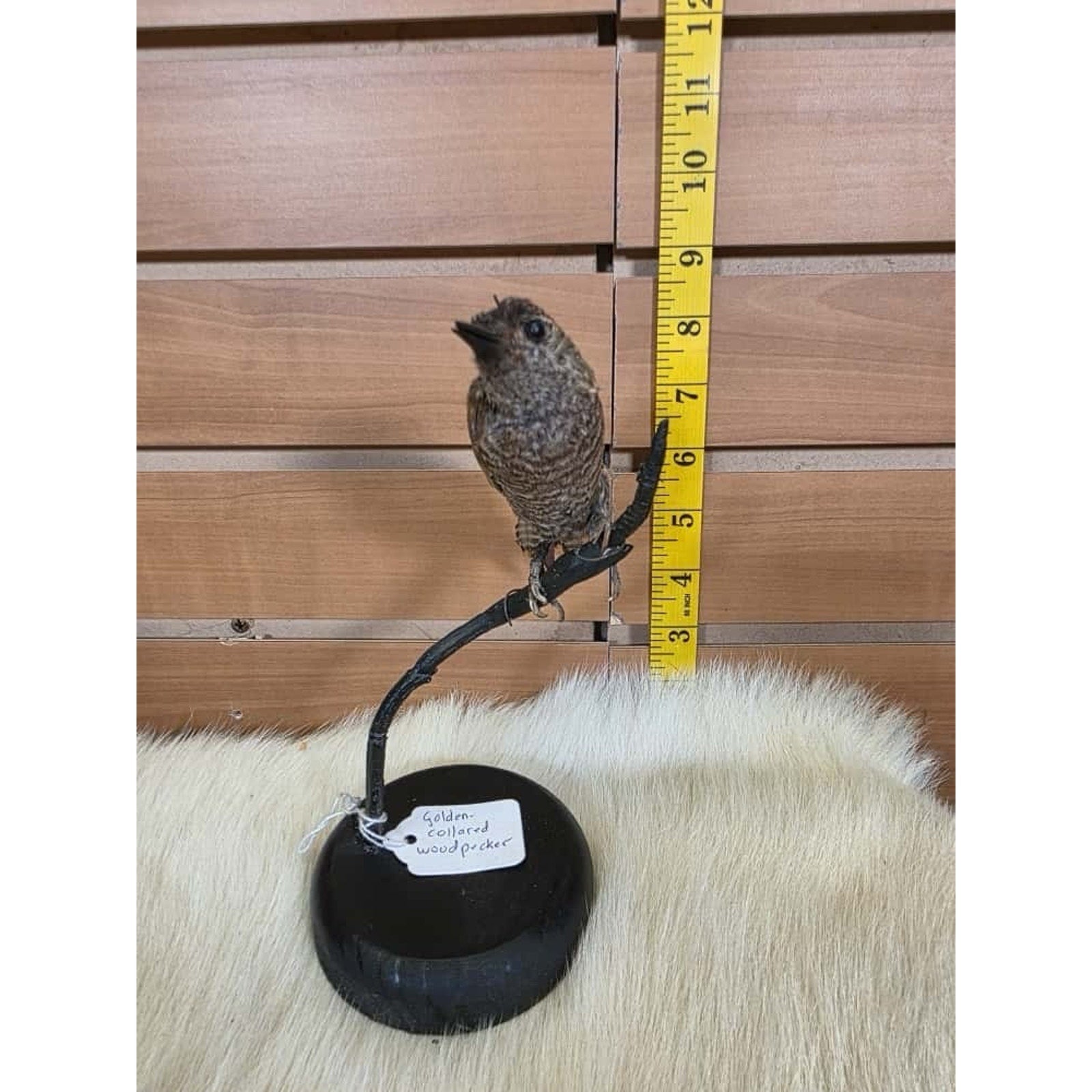 SPL1 - Zoo Raised Golden Collared Woodpecker Taxidermy Mount