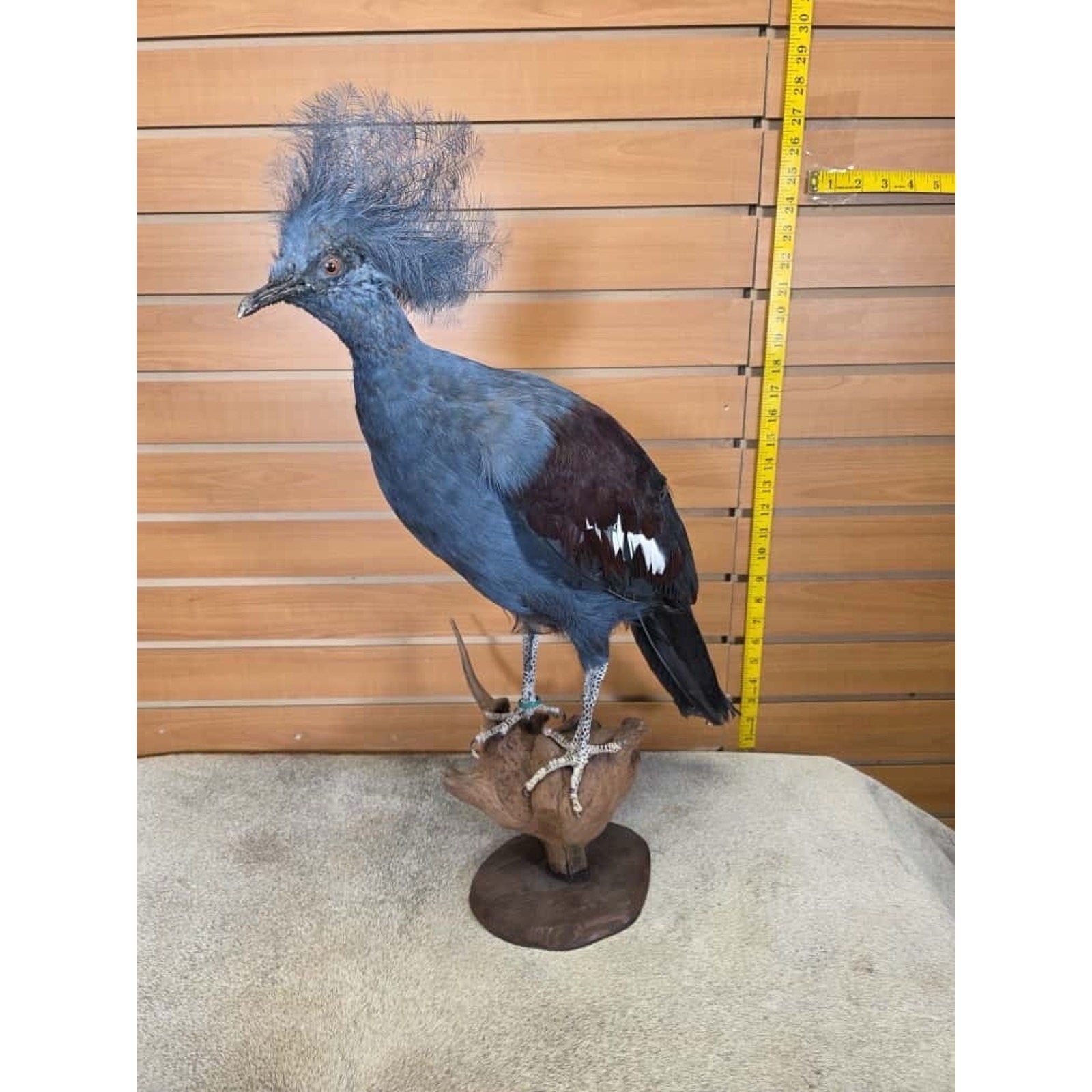 FHAU2 - Victorian crowned pigeon Bird Taxidermy Mount