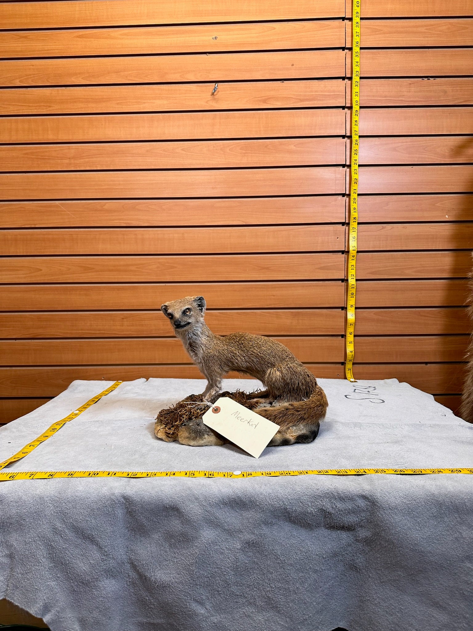 FH115-Rare Meerkat / Suricate Real Taxidermy Mount