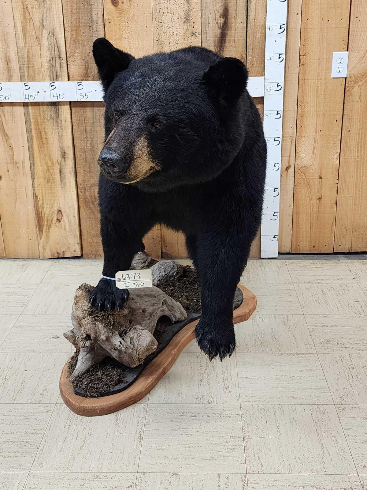 FH31G - Extra Nice Black Bear Full Body Taxidermy Mount