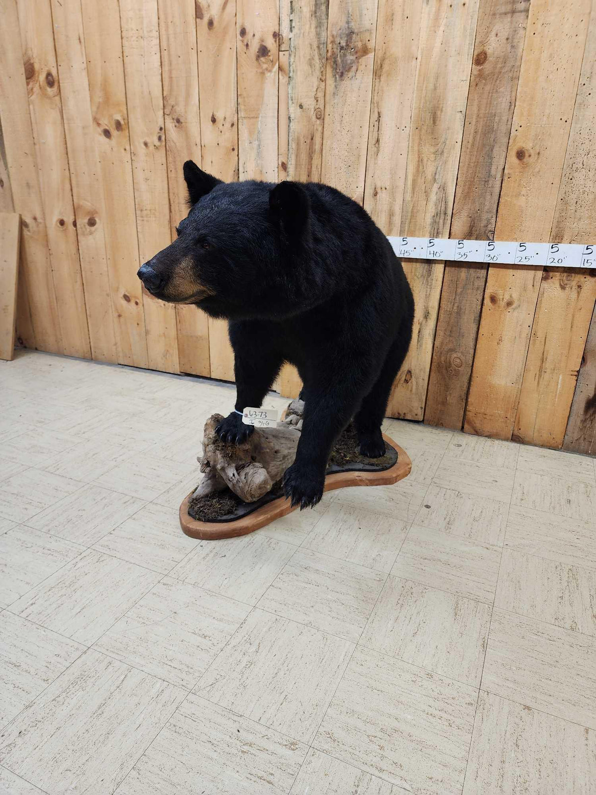 FH31G - Extra Nice Black Bear Full Body Taxidermy Mount