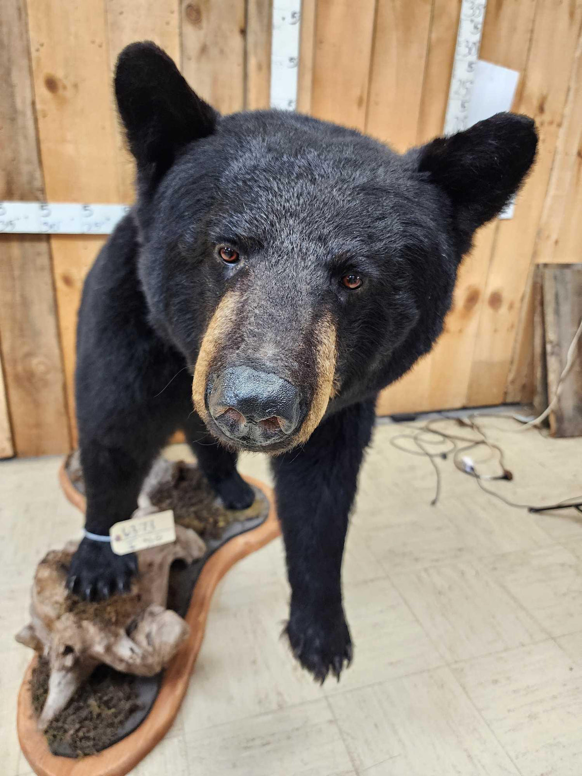 FH31G - Extra Nice Black Bear Full Body Taxidermy Mount