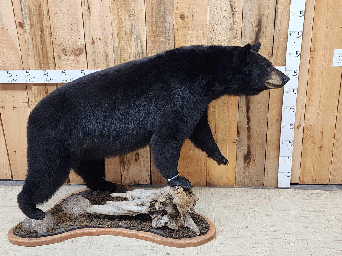 FH31G - Extra Nice Black Bear Full Body Taxidermy Mount