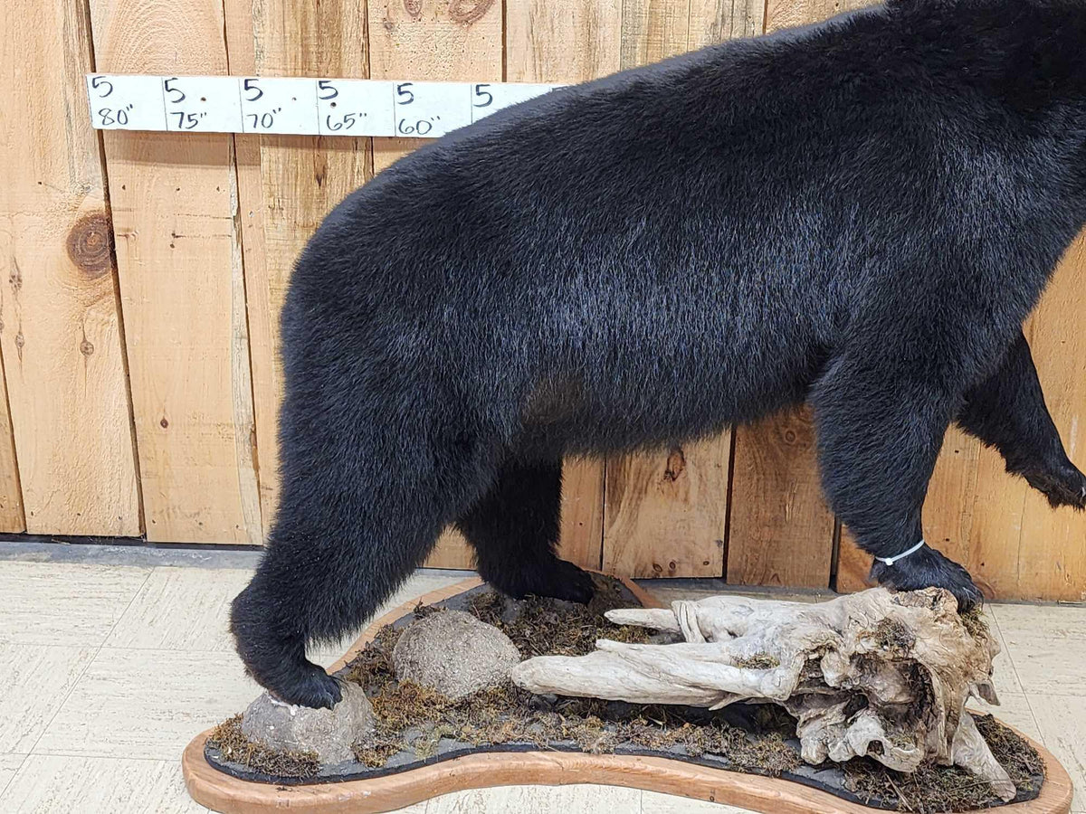 FH31G - Extra Nice Black Bear Full Body Taxidermy Mount