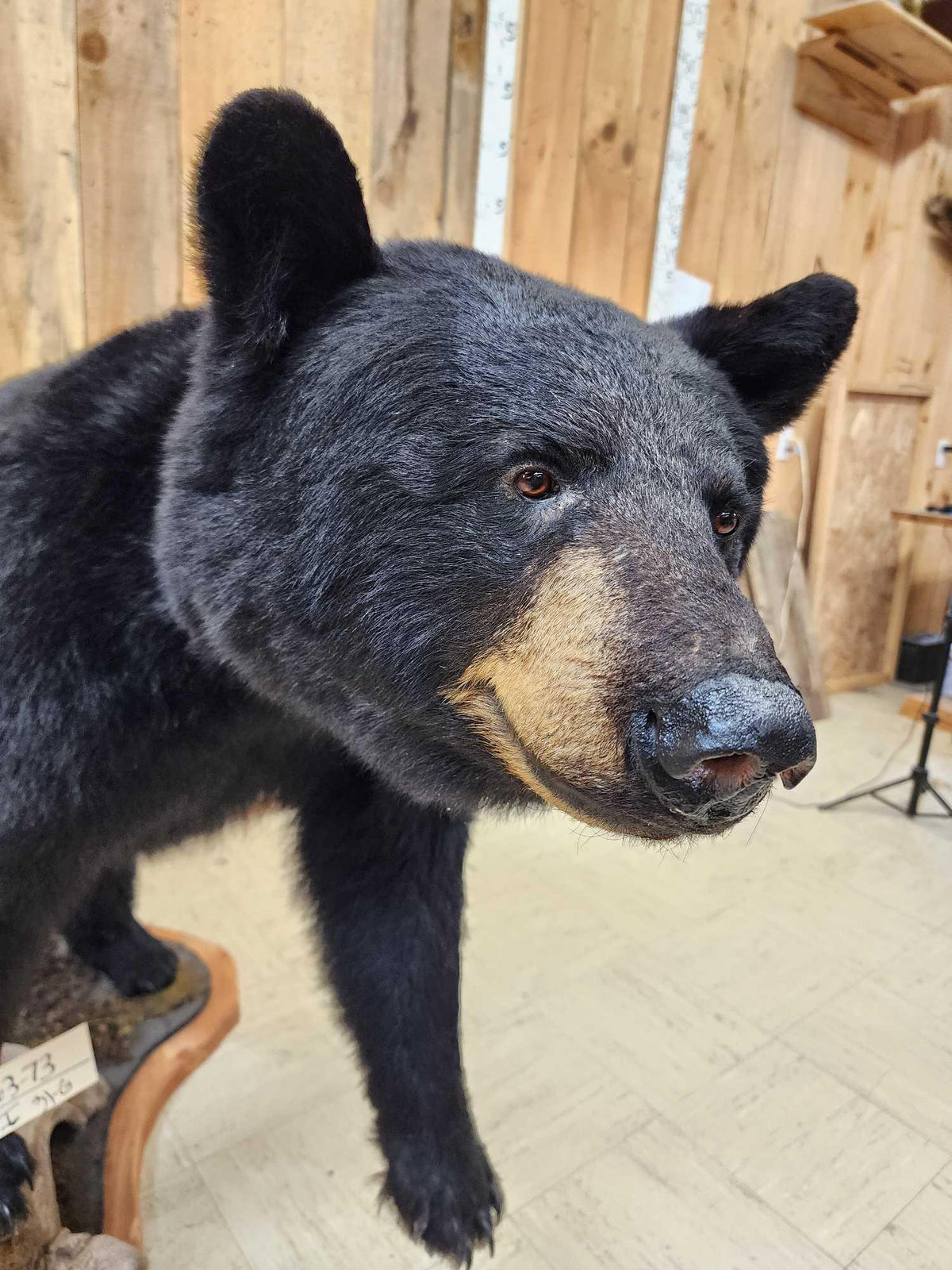FH31G - Extra Nice Black Bear Full Body Taxidermy Mount