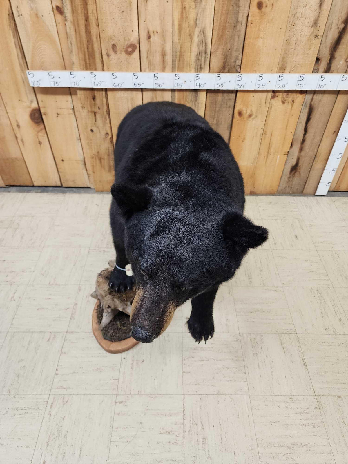 FH31G - Extra Nice Black Bear Full Body Taxidermy Mount