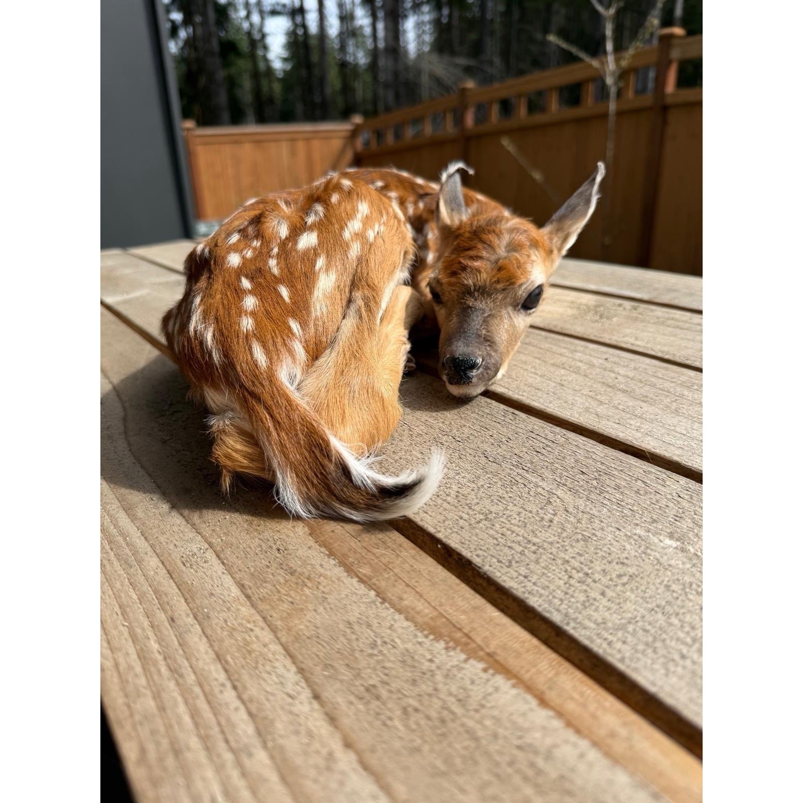 FHWAF4 - Fawn Lifesize Taxidermy Mount