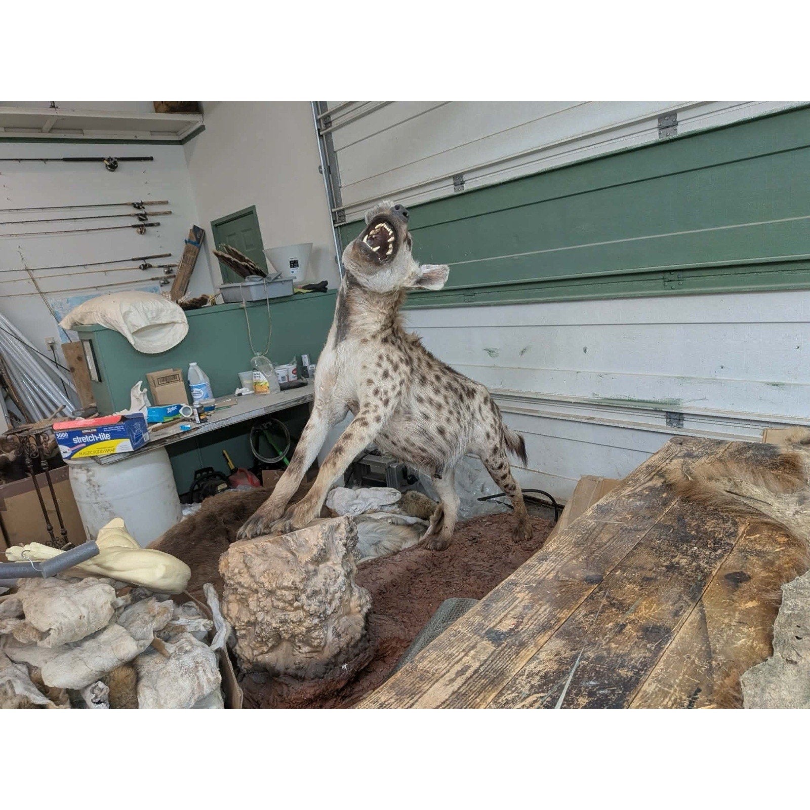 FHPATHY1 - XL Life-sized SPOTTED Laughing HYENA Taxidermy Mount
