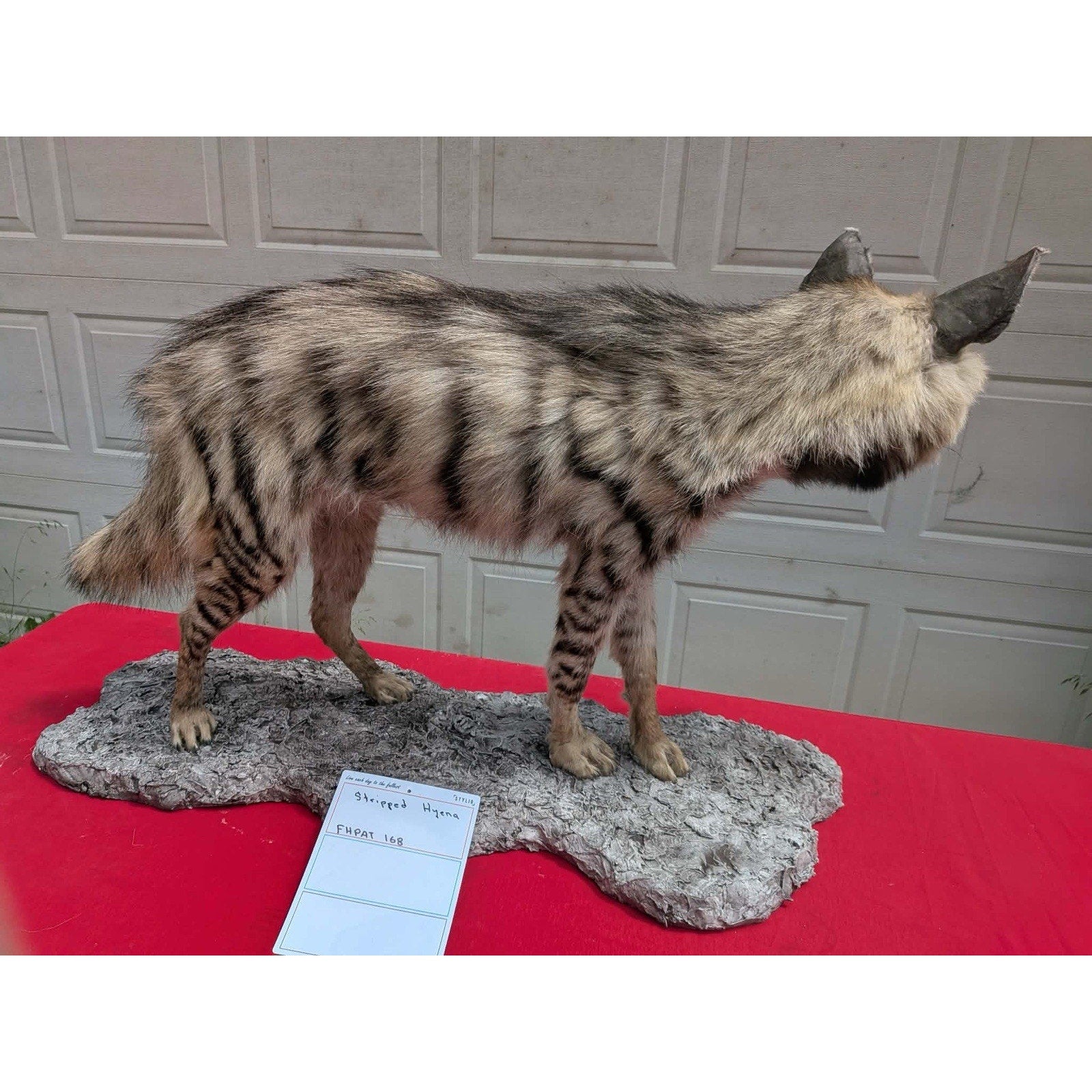 FHPAT168 - Striped hyena Super Rare New Taxidermy Mount