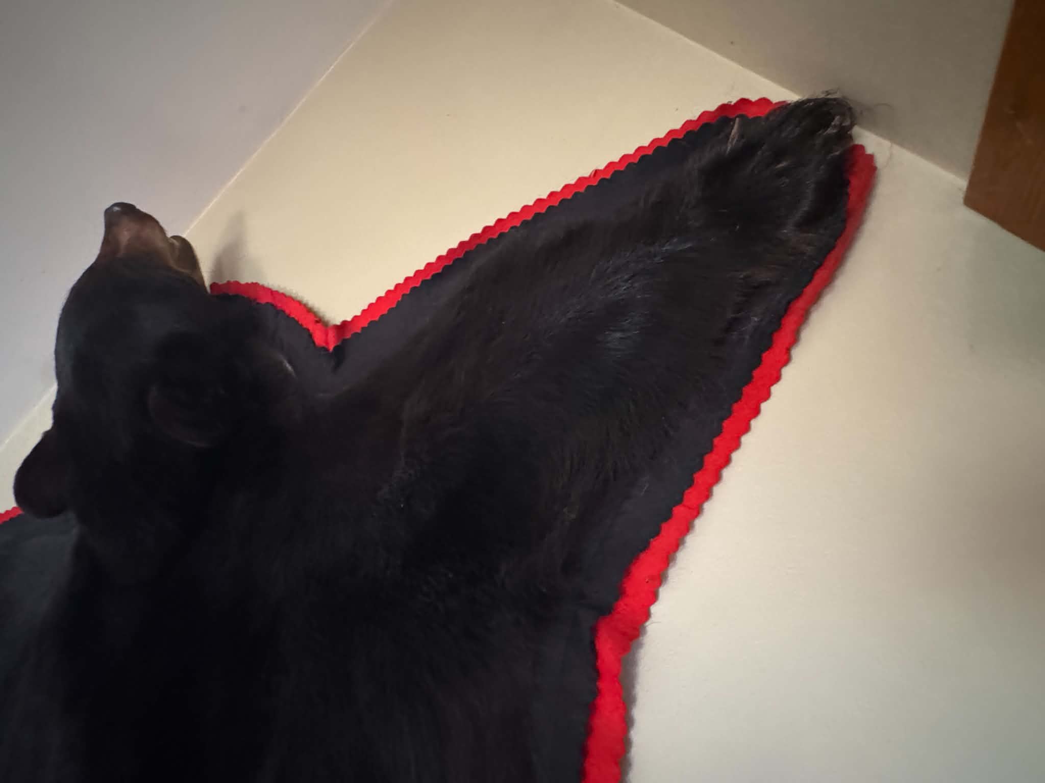 FHELLIOT1 - beautiful Black Bear Rug Taxidermy – 70”