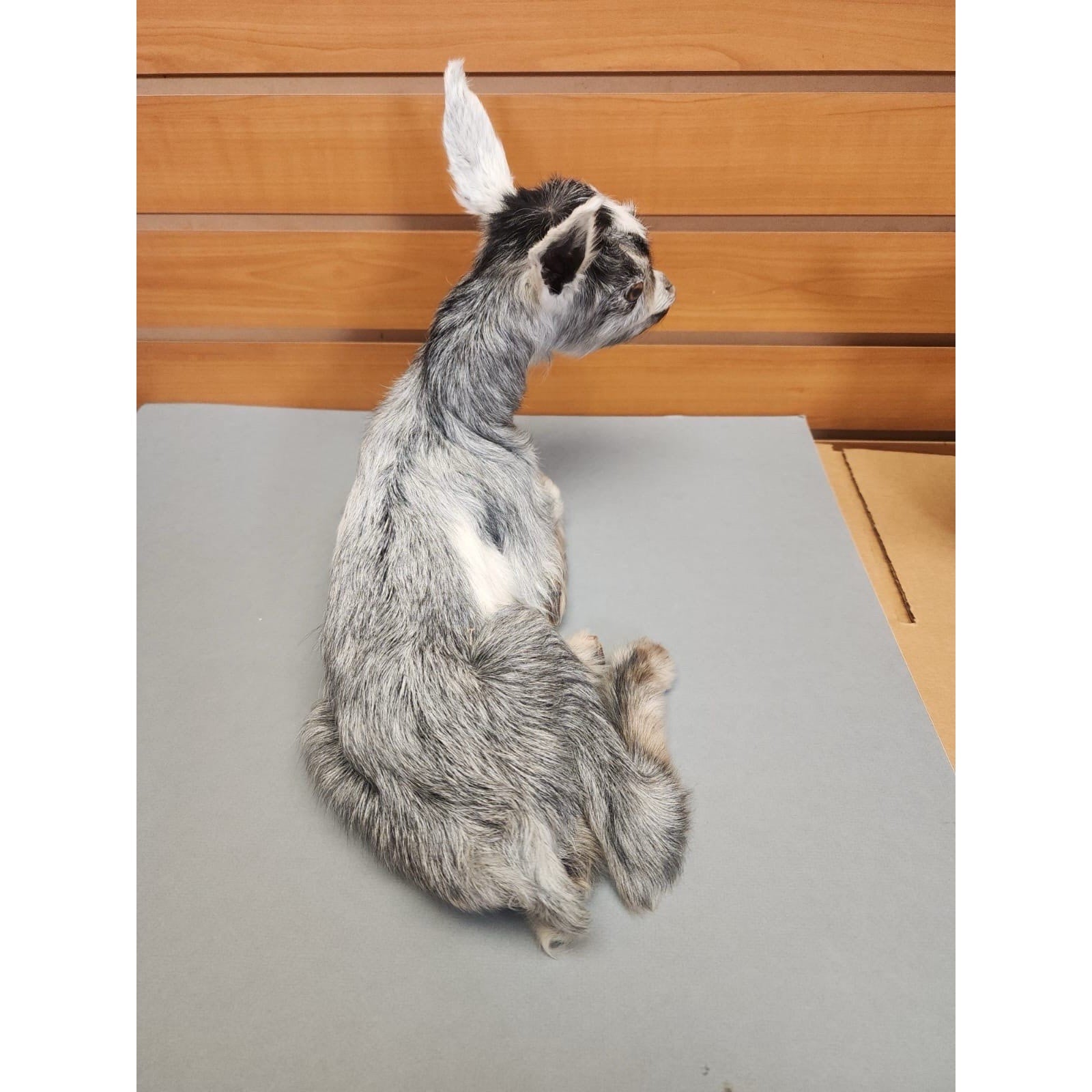 Real Beautiful Goat Taxidermy Mount ($1250 Each)
