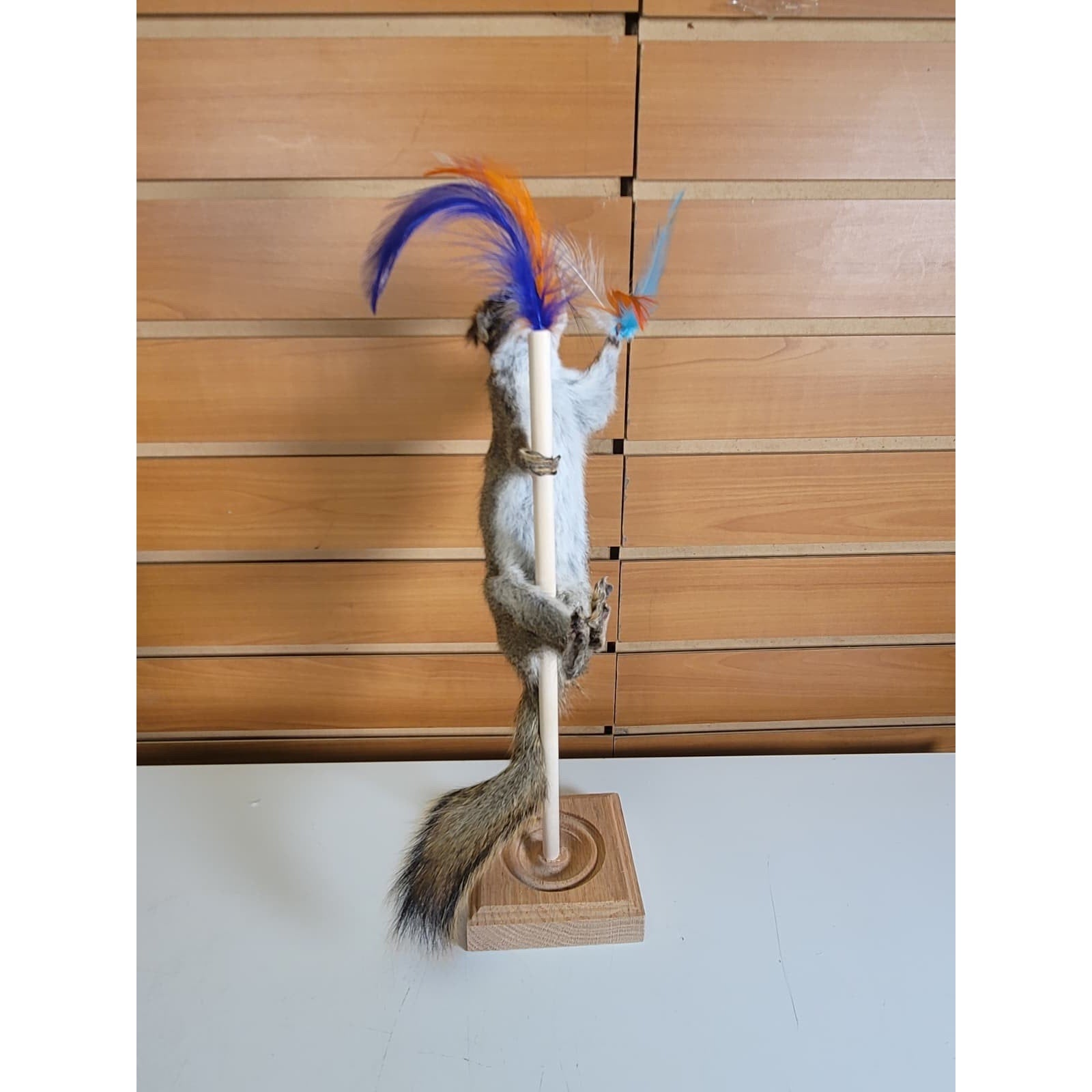 FHSQ314 - Stripping American Red Squirrel Taxidermy Mount