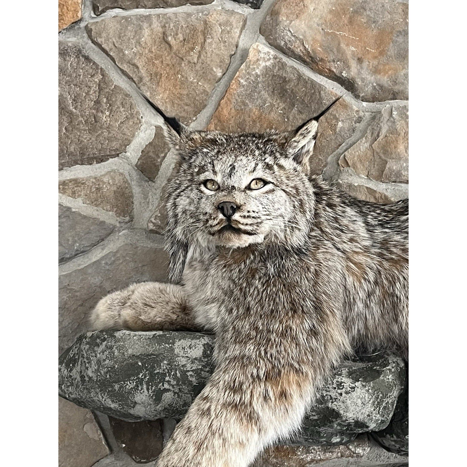 FHWL91 - Alaskan Lynx Taxidermy Full Body Mount Prime Fur