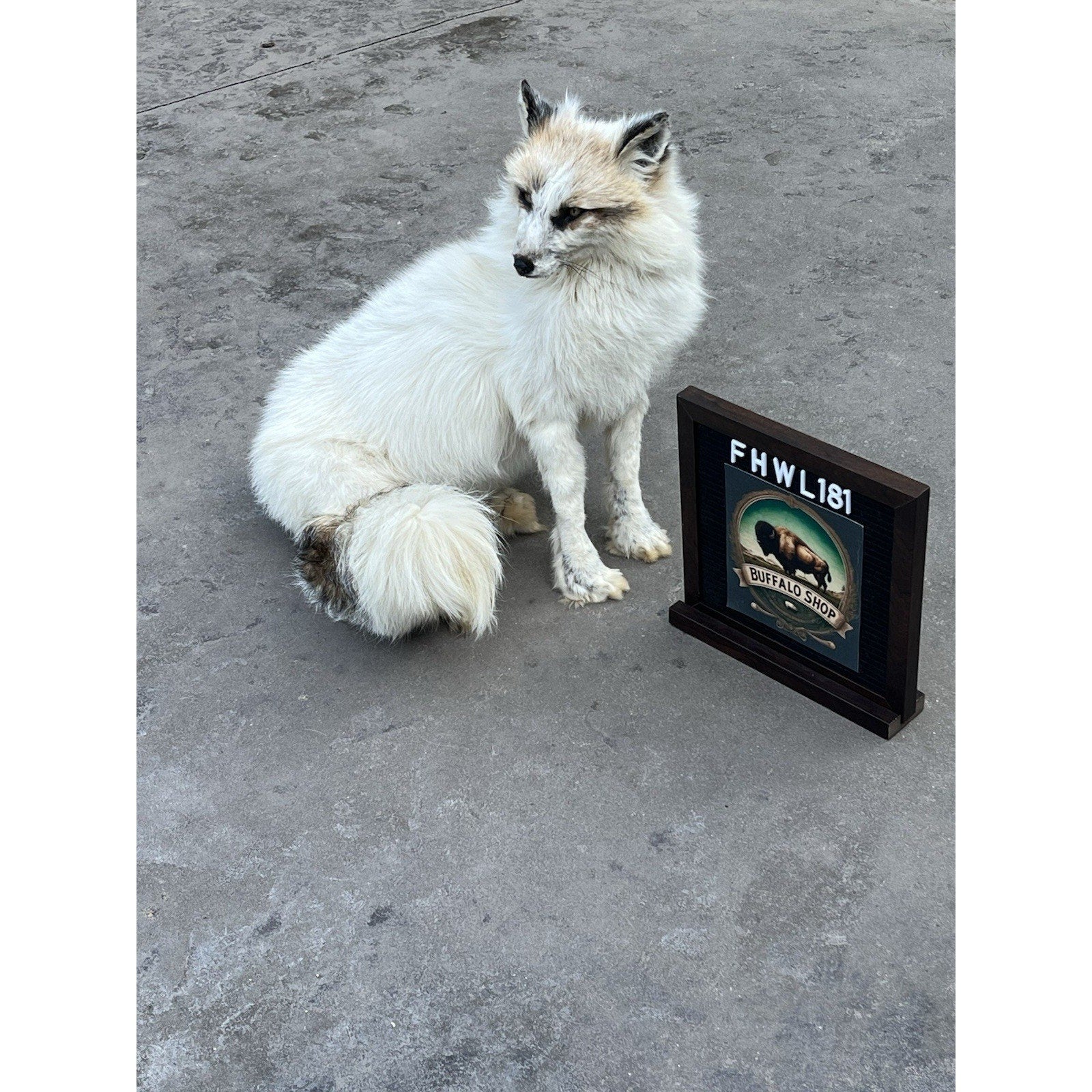 FHWL181- Museum Quality White Fox Taxidermy mount