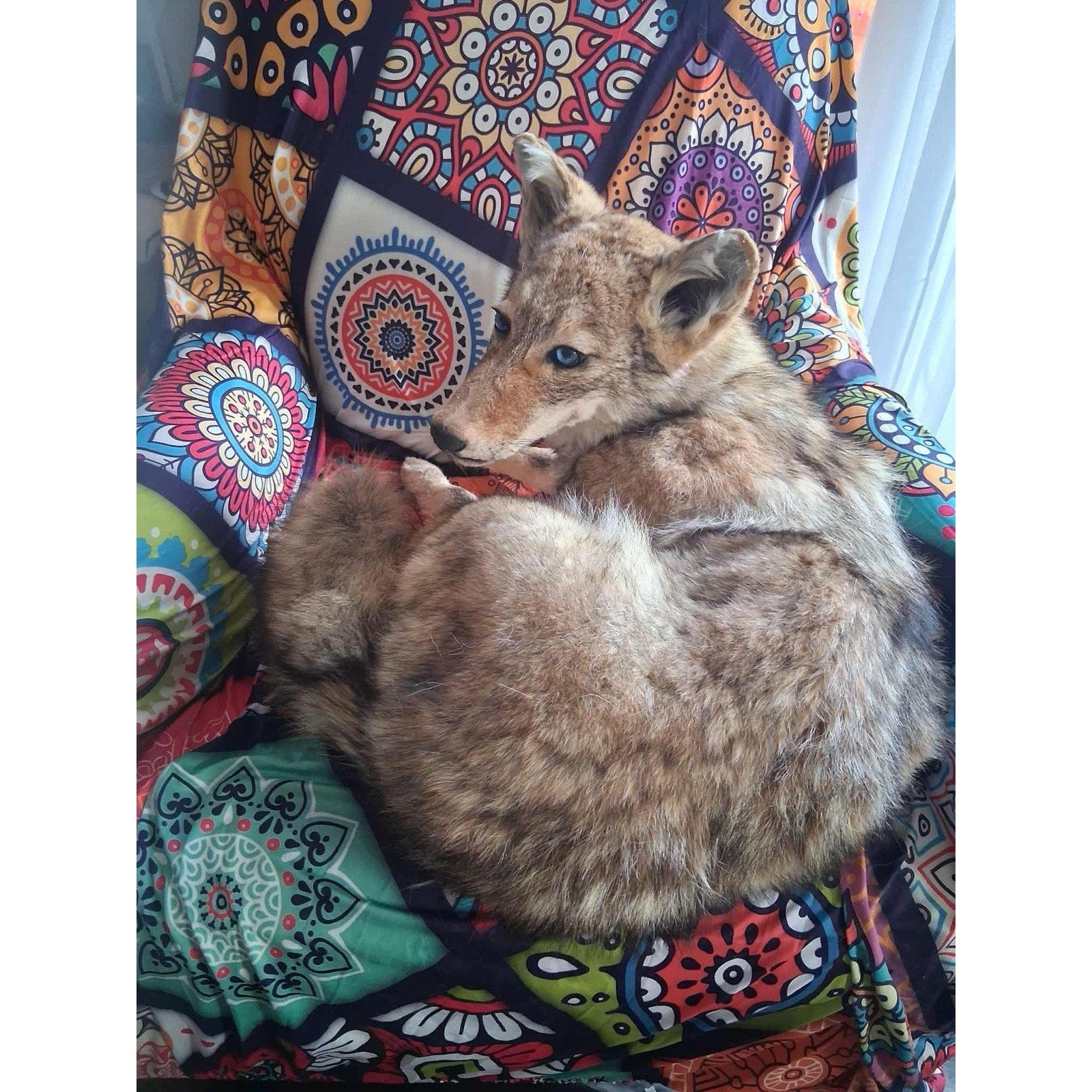 FHKIM272 - Coyote Taxidermy Full Body Mount
