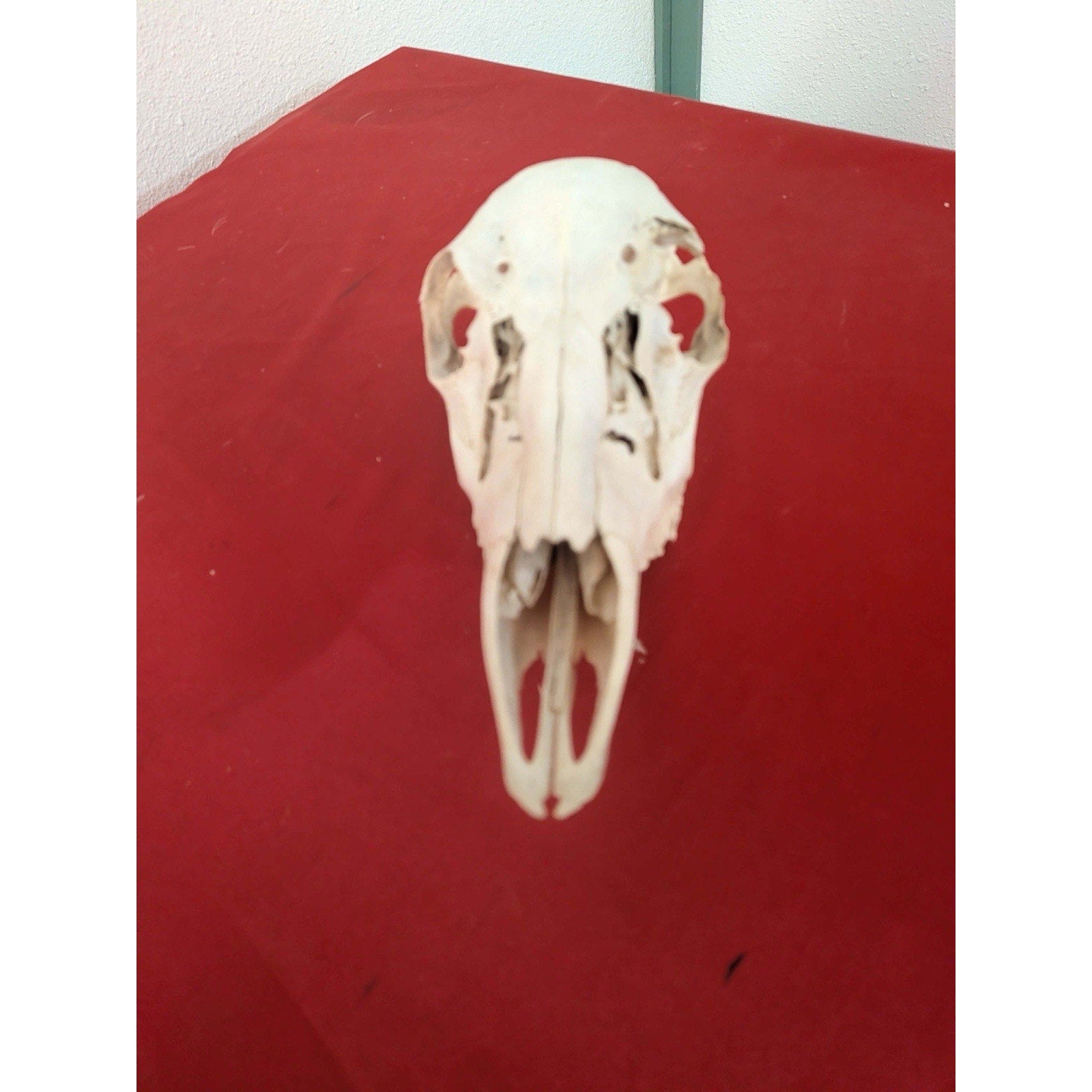 FHPAT1226 - Whitetail Real Deer Doe Skull Taxidermy