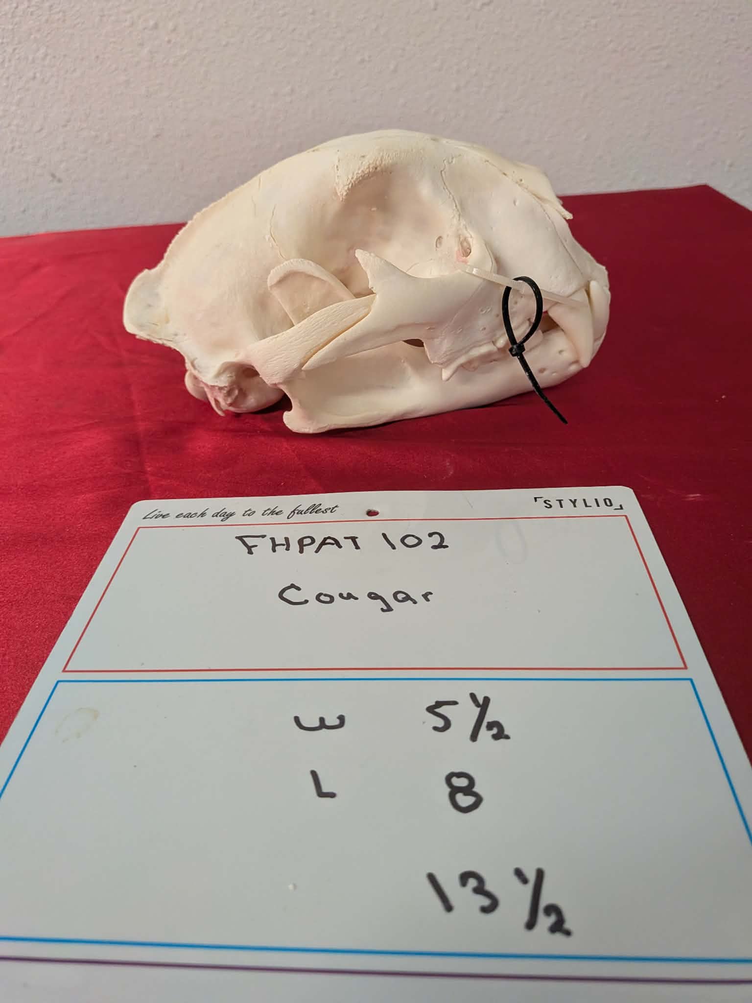 FHPAT102 - real Cougar Skull professionally cleaned