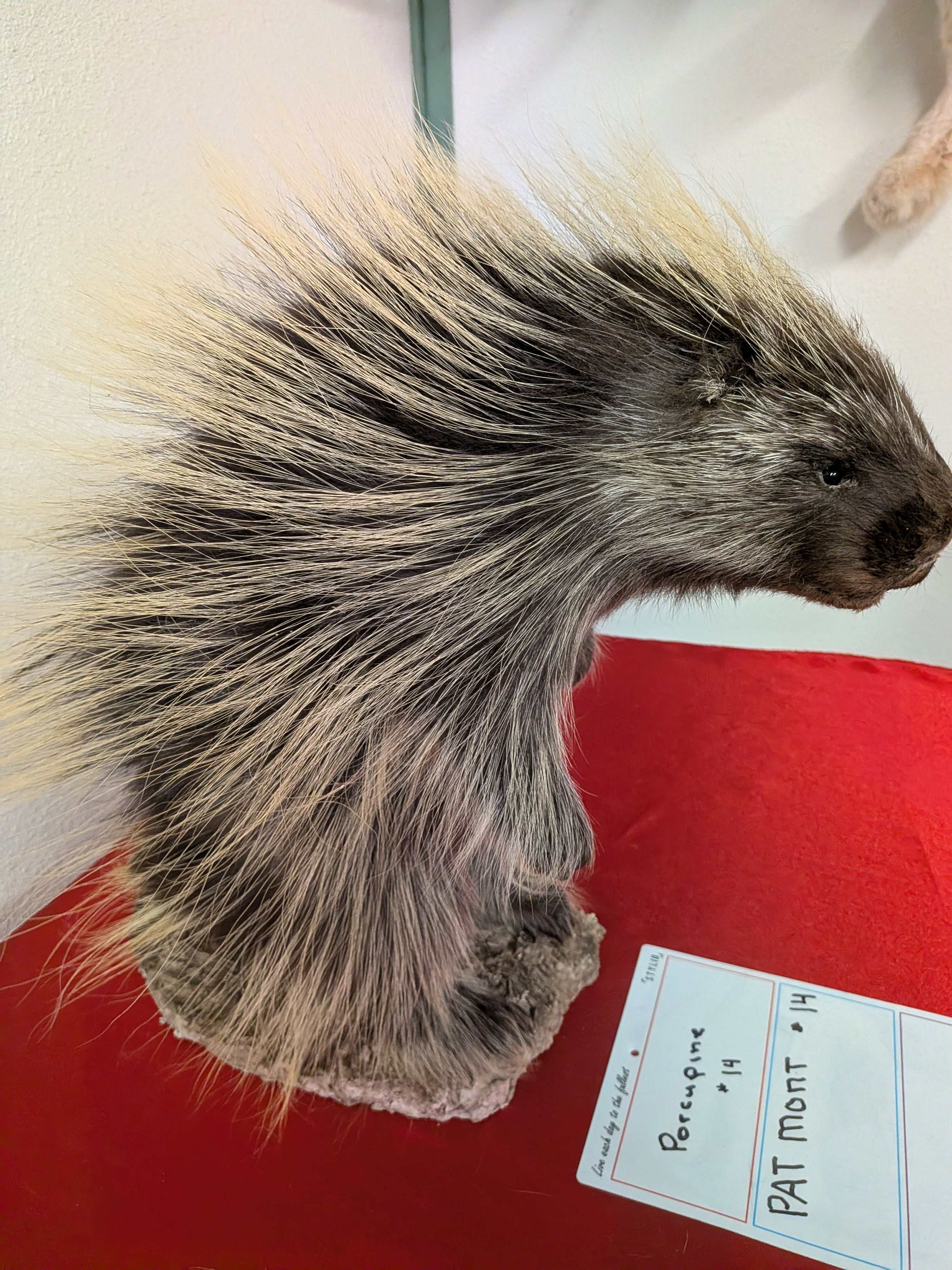 FHPAT14- Beautiful Montana Prime Winter Porcupine Full Taxidermy Mount