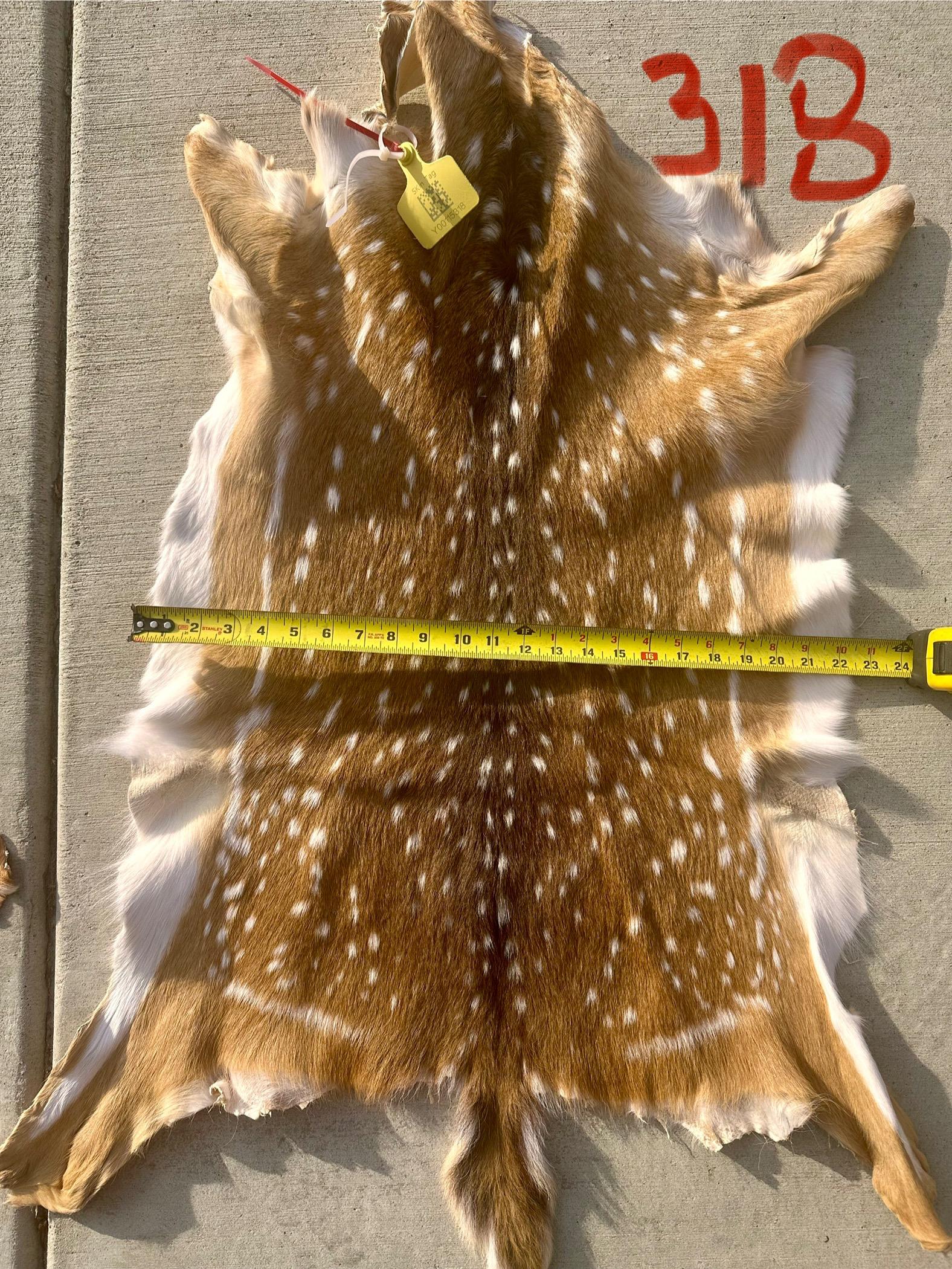 FHWA400 - Professionally tanned XL axis deer hide
