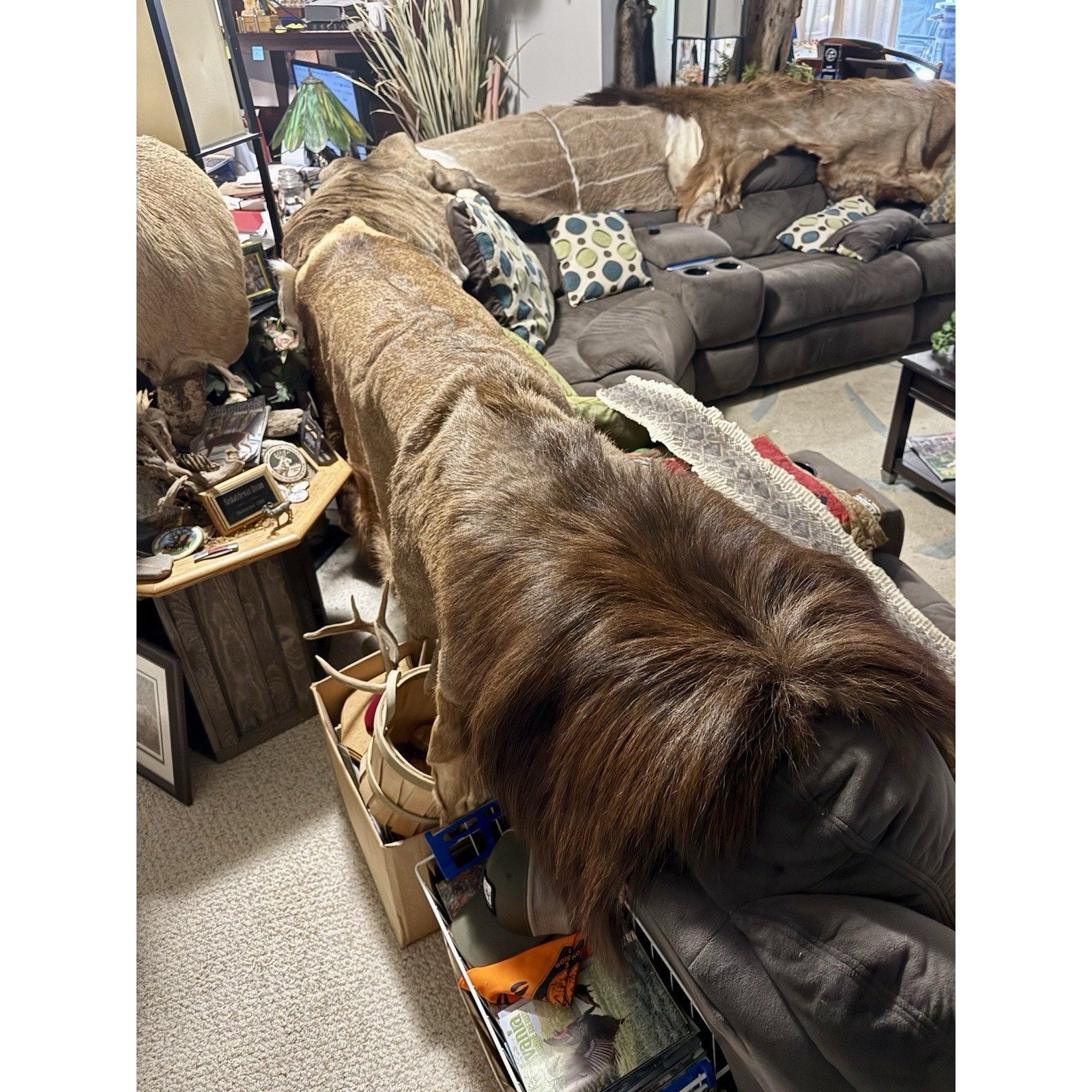 FHBD0826E - Full Size Elk Back Skin Hide