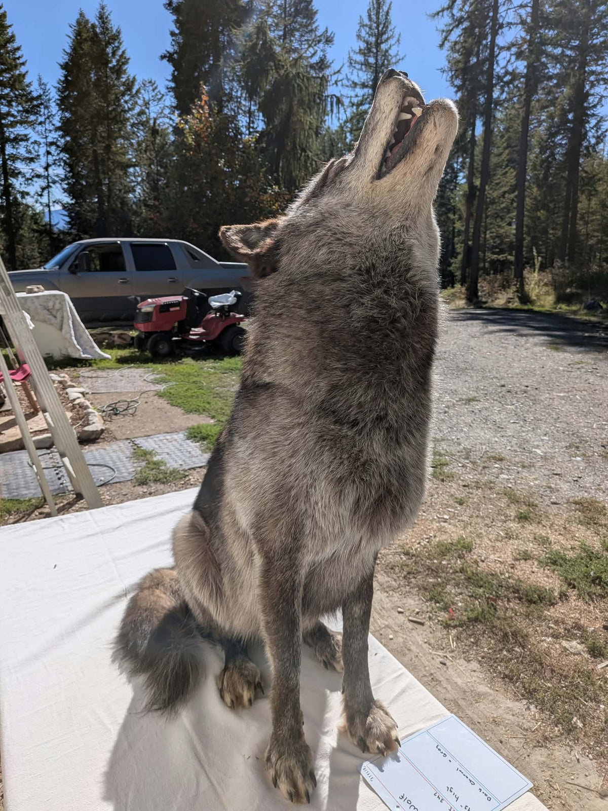 FHPAT247- Beautiful Alaskan Wolf Lifesize Taxidermy Mount
