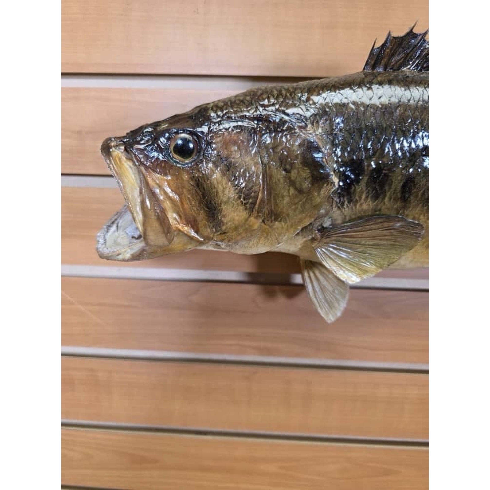 JTV205 - bass 17 1/2” Real Skin Fish Taxidermy Mount
