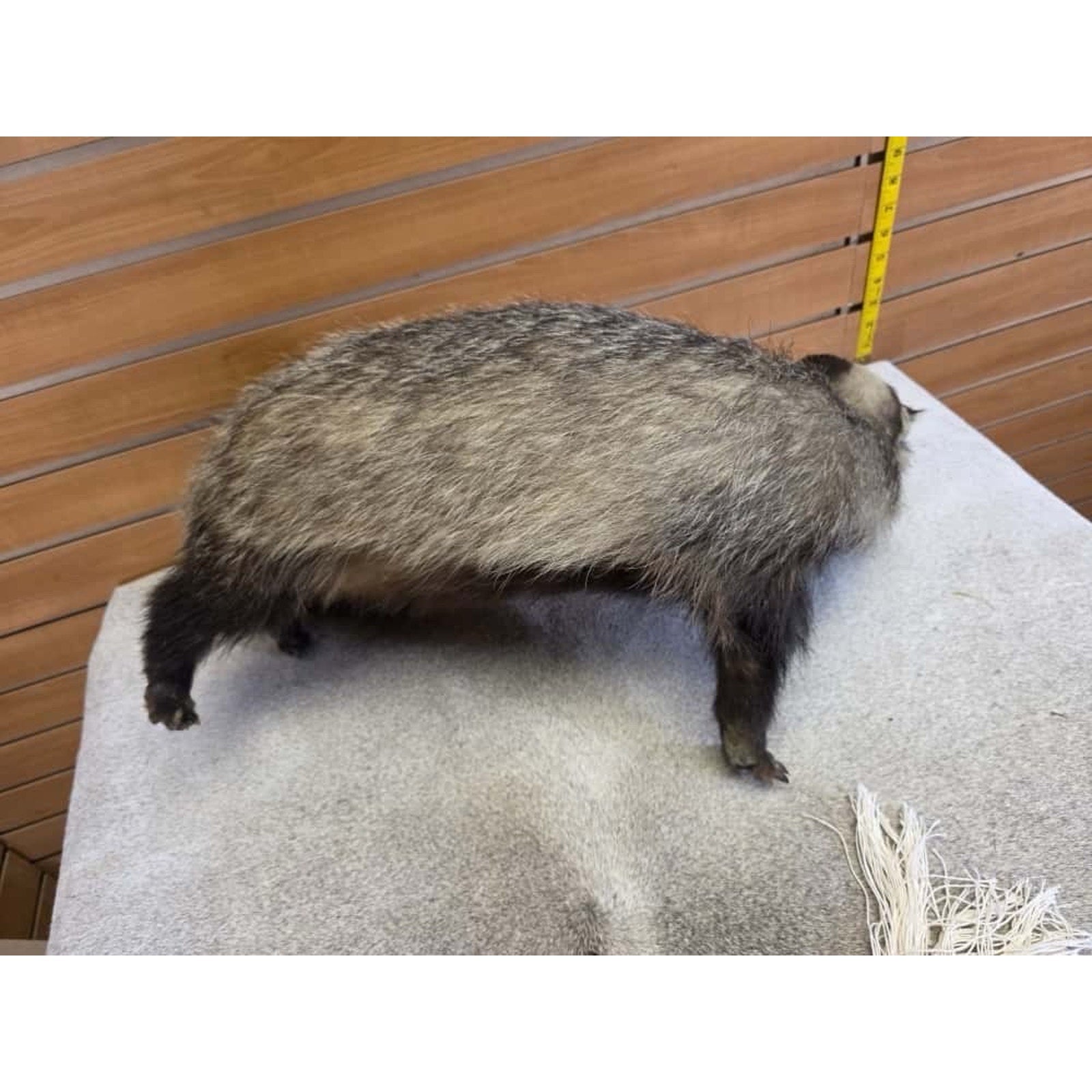 JTV248 - Vintage eurasian badger Taxidermy Mount