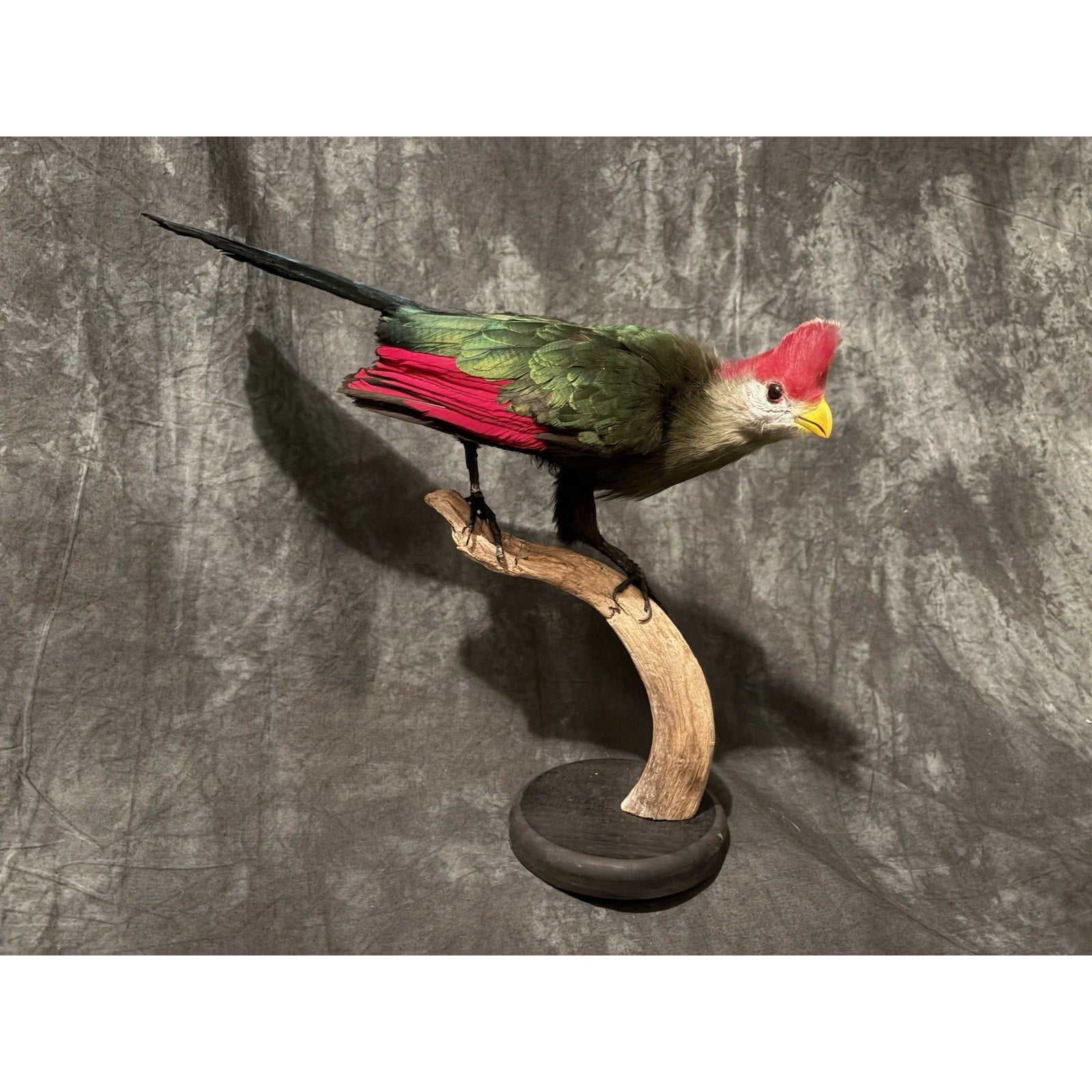 FHADA111 - Red-crested turaco Taxidermy Bird Mount