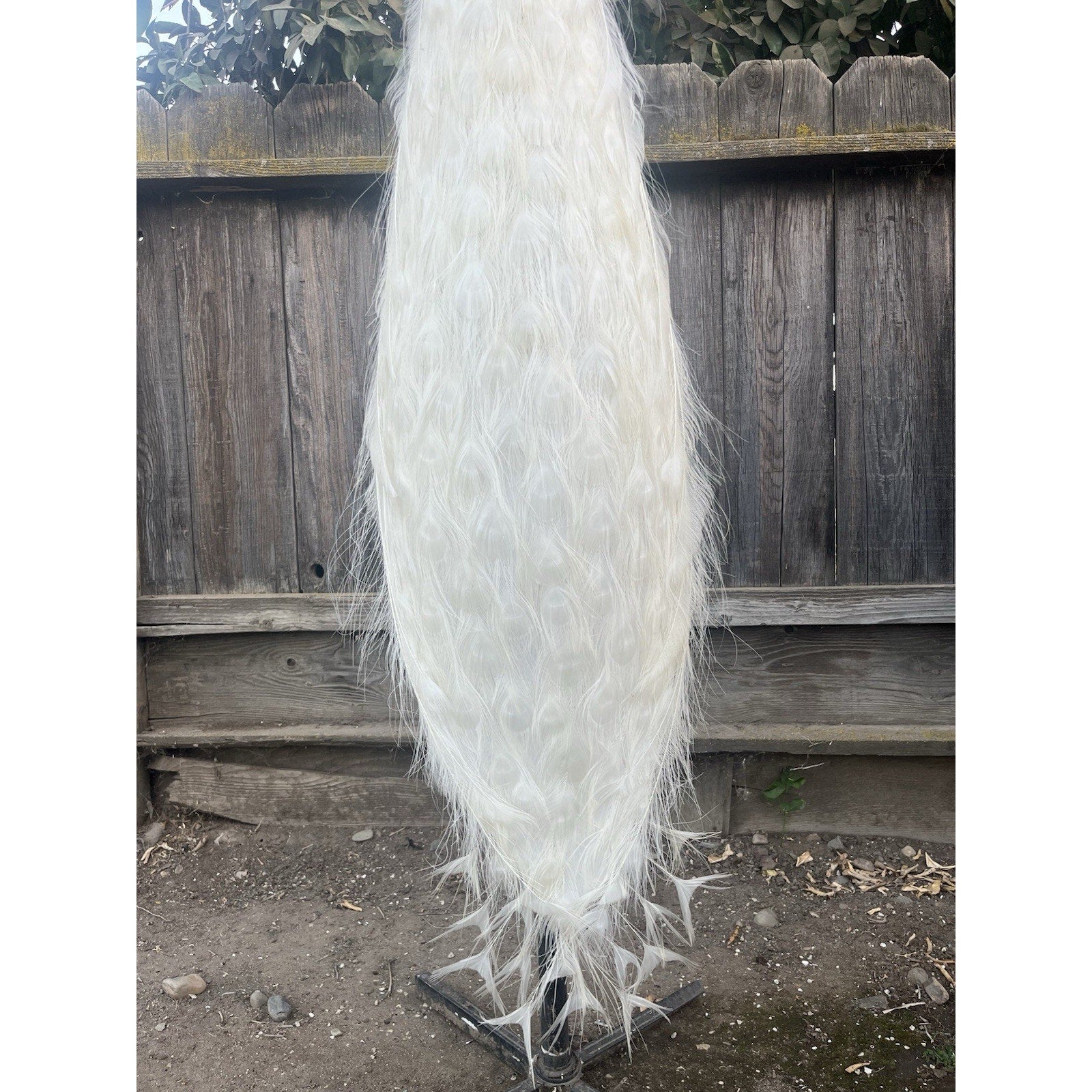 FHJOEL332 - Rare White PEACOCK Taxidermy Mount
