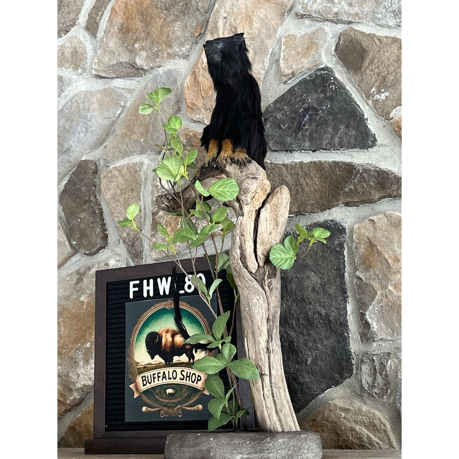 FHWL80 - red-handed tamarin Monkey (Saguinus midas) Taxidermy Mount
