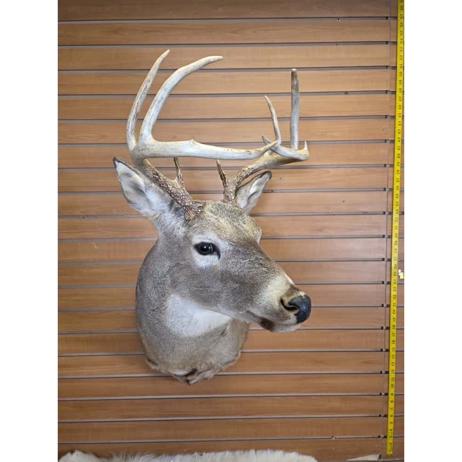 FHMN11 - Whitetail Deer Real Antler Deer Taxidermy Mount