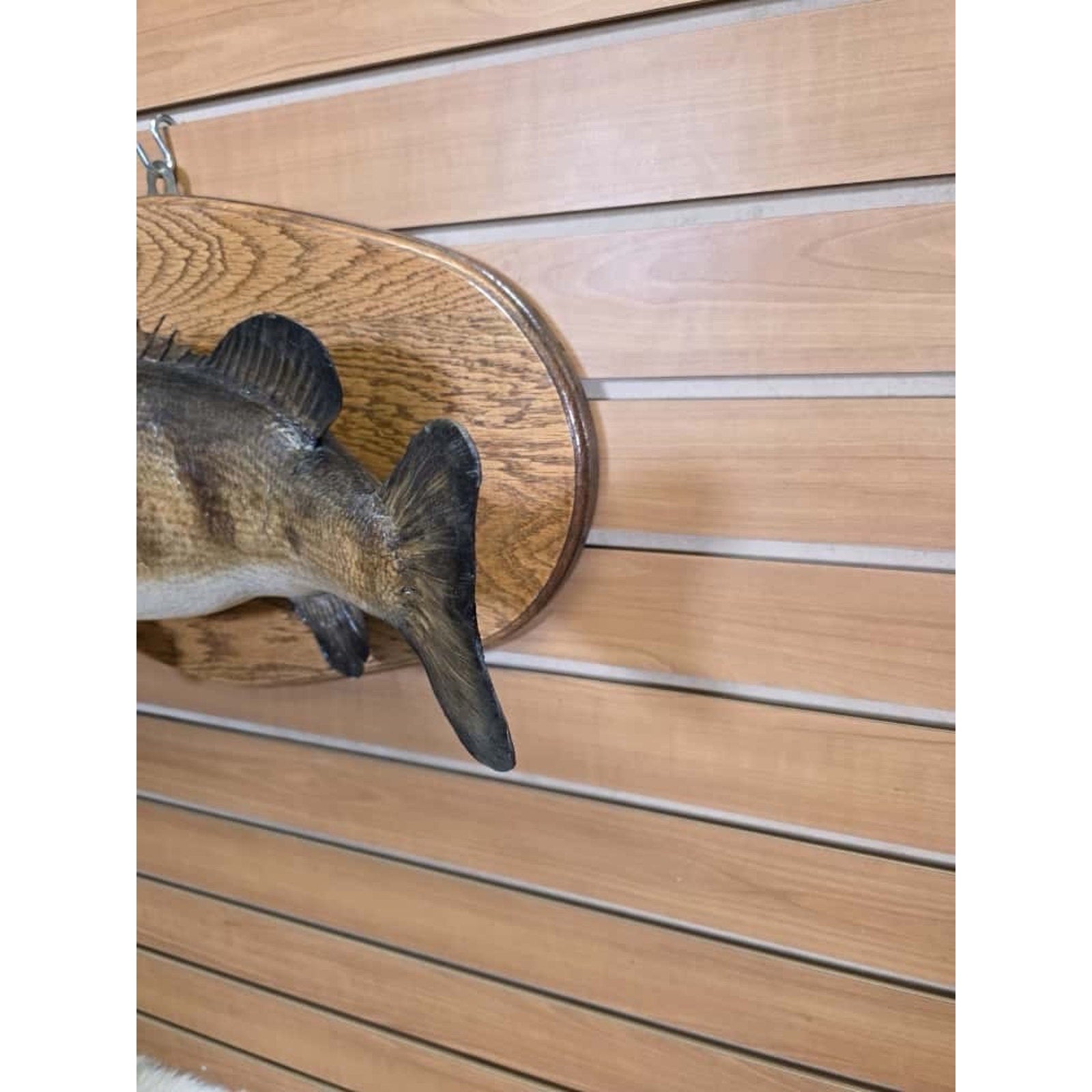 JTV225 - Real Skin LM Bass Fish Taxidermy Mount 19”