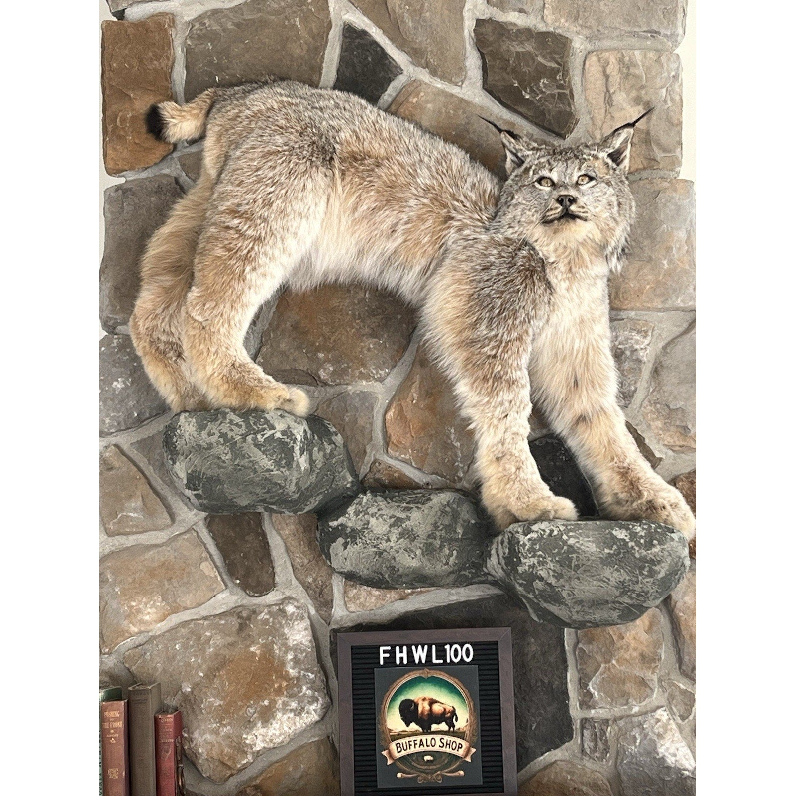 FHWL100 - Alaskan Lynx Taxidermy Full Body Mount Prime Fur