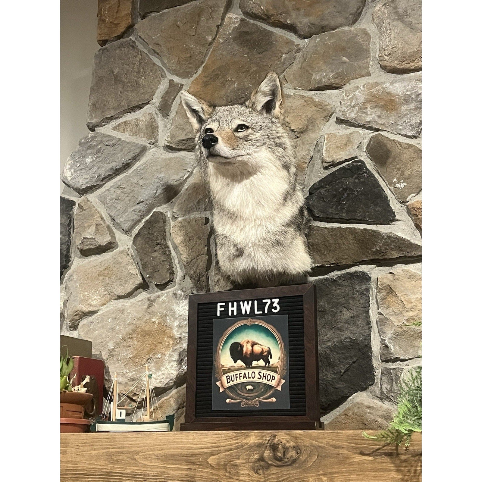FHWL73 - Coyote Shoulder Museum Quality mount Taxidermy