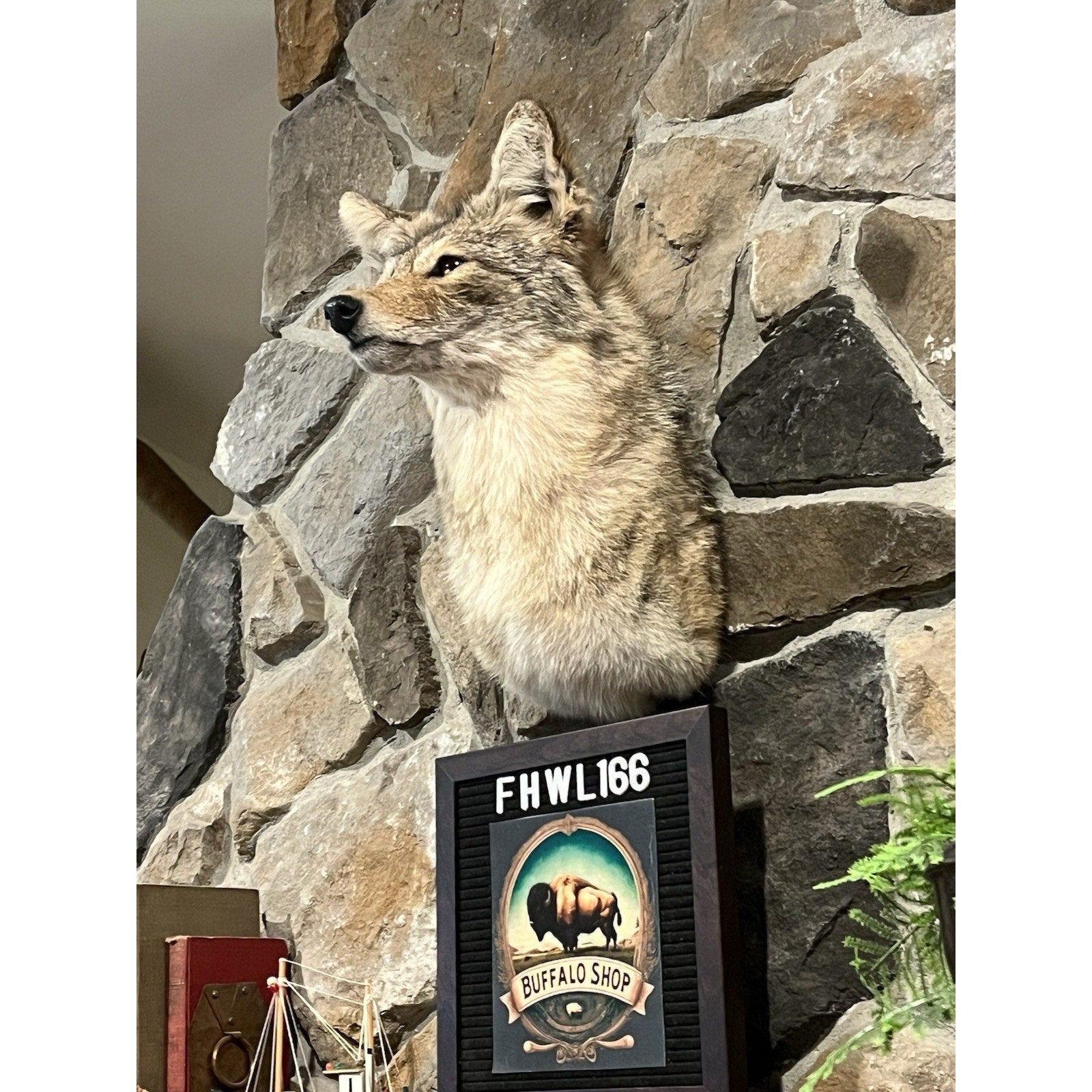 FHWL166 - Coyote Shoulder Museum Quality mount Taxidermy