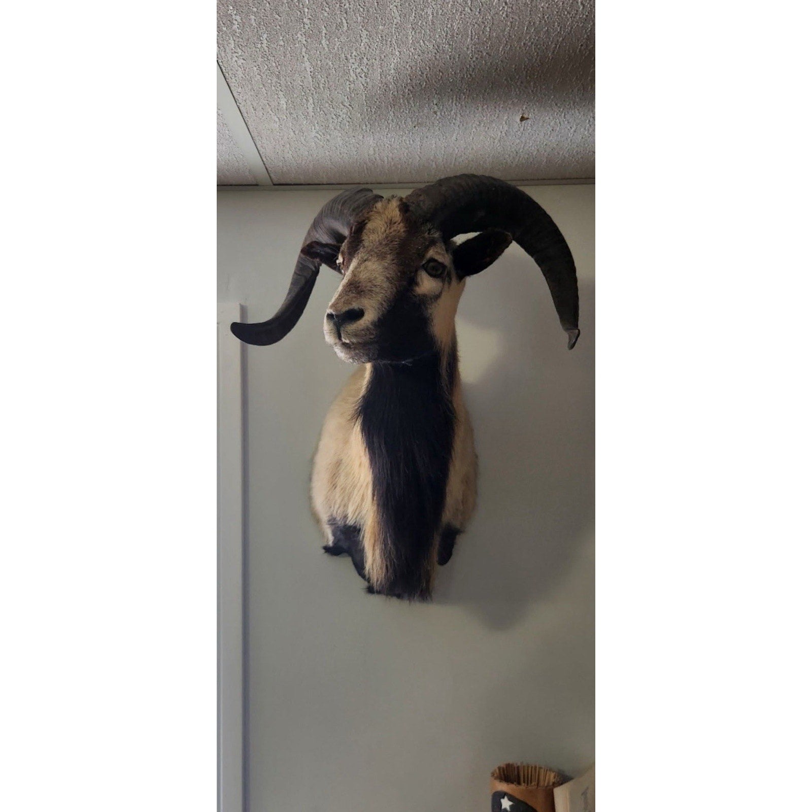 FHBRAD97 - Corsican ram Taxidermy Mount