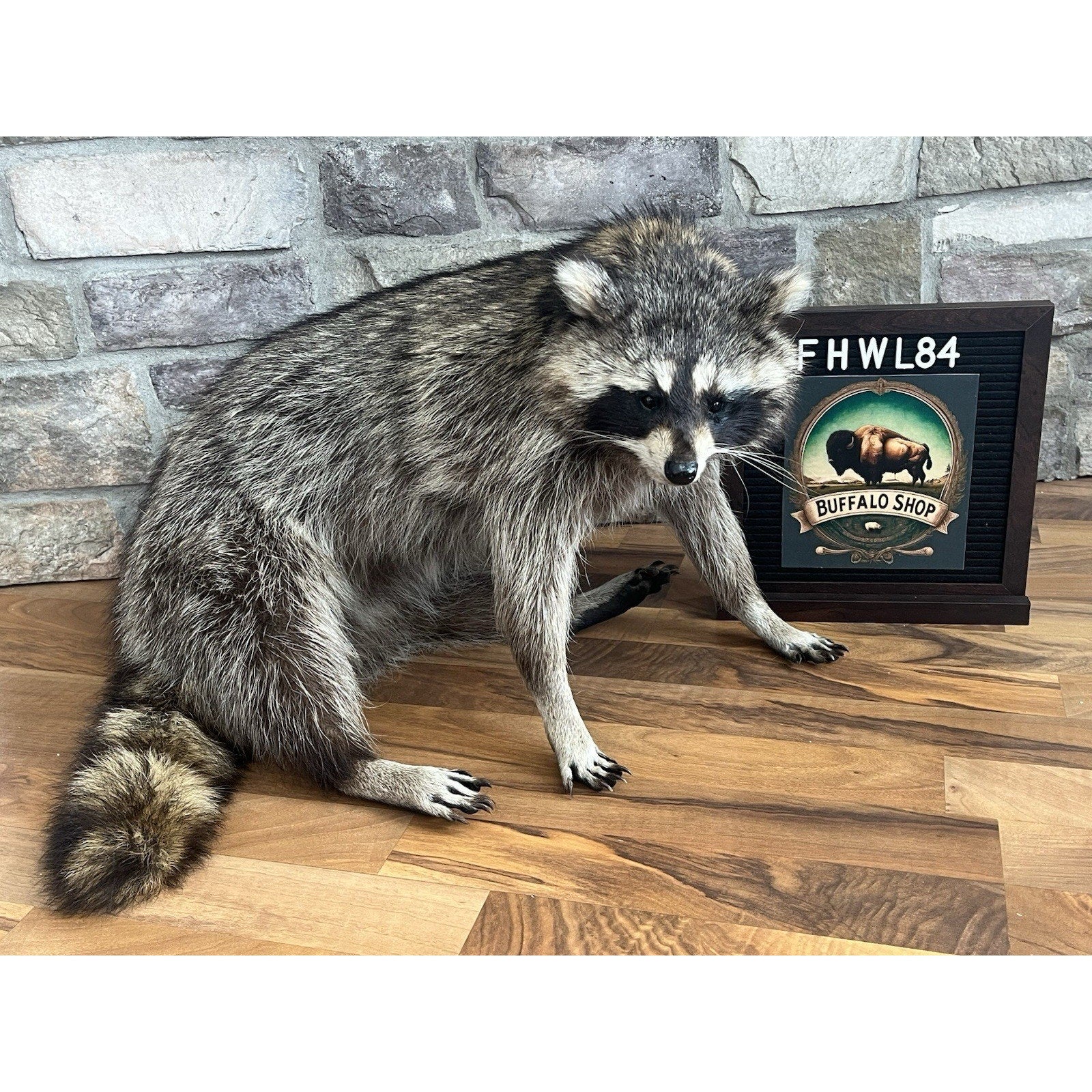FHWL82 - Fat Raccoon Taxidermy Mount