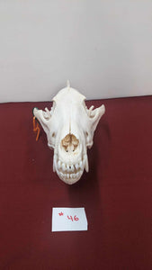Wolf Skull